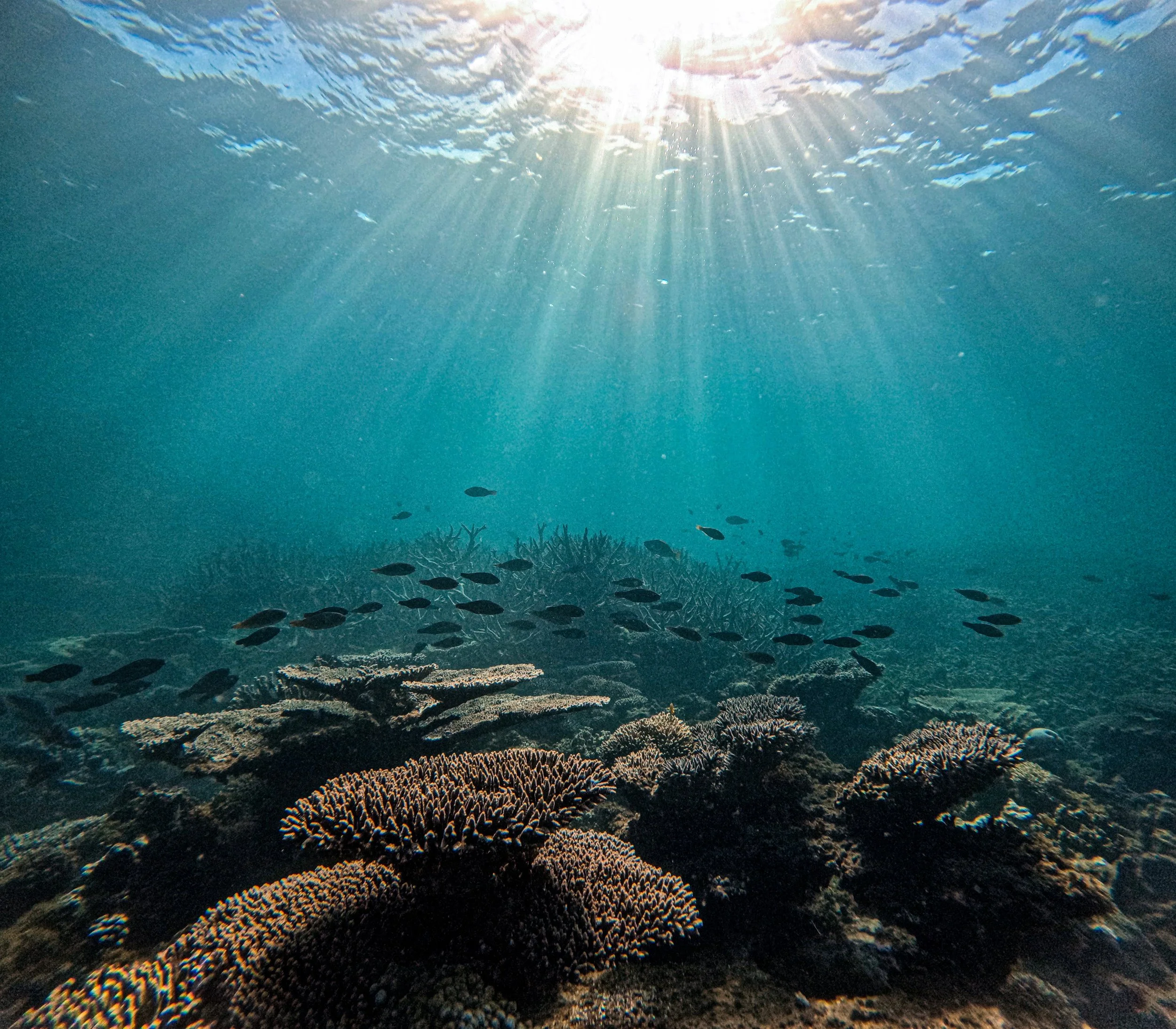 Underwater scene with coral reef and school of fish, sunlight streaming through the water surface.