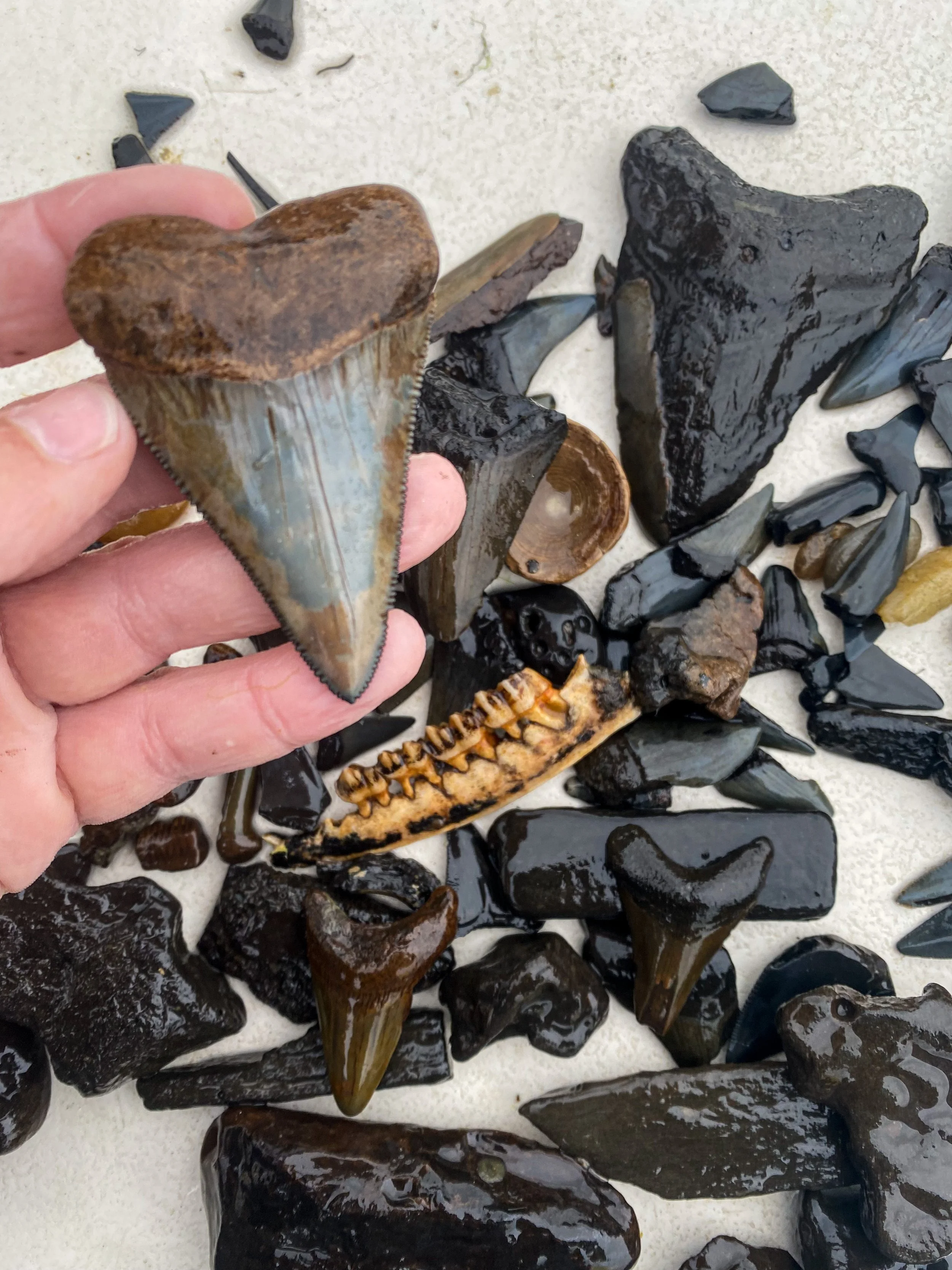 A hand holding a fossilized shark tooth among various other fossilized shark teeth and rocks on a white surface.