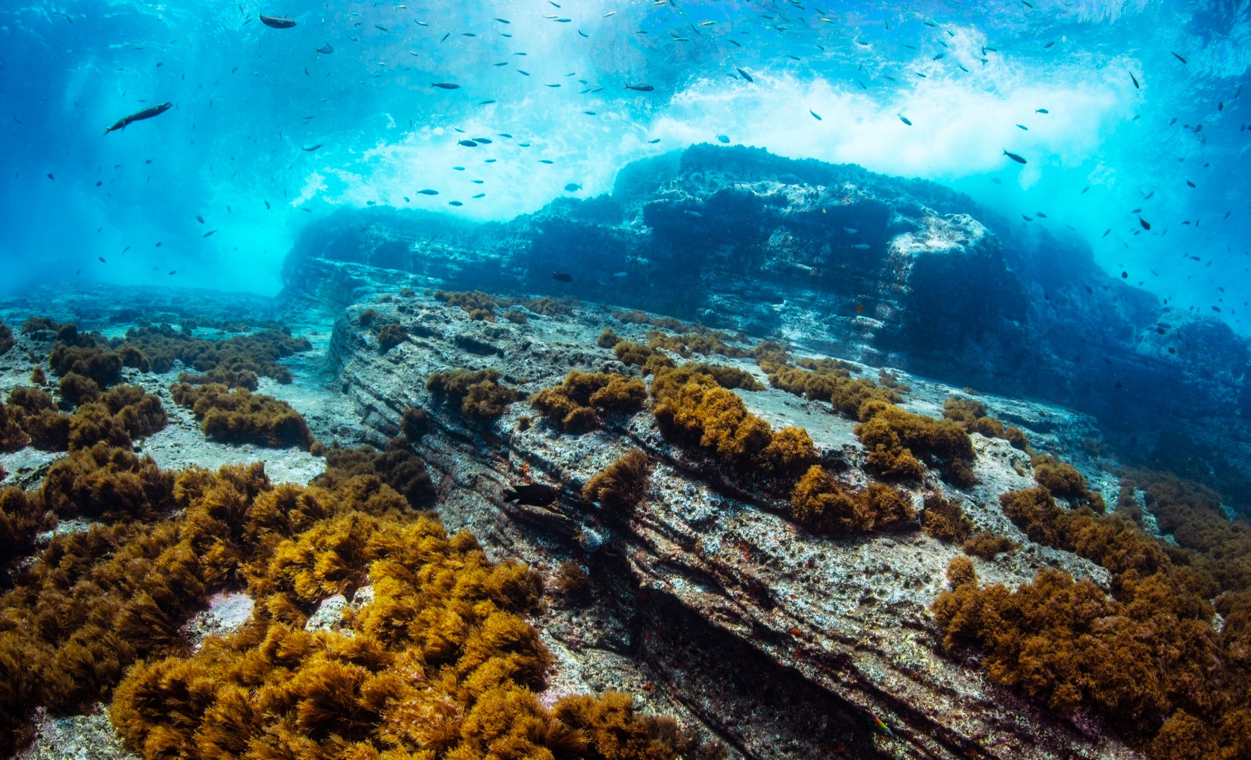 Underwater scene with rocky seabed covered in brown coral and seaweed, with large rock formations in the background and schools of small fish swimming above.