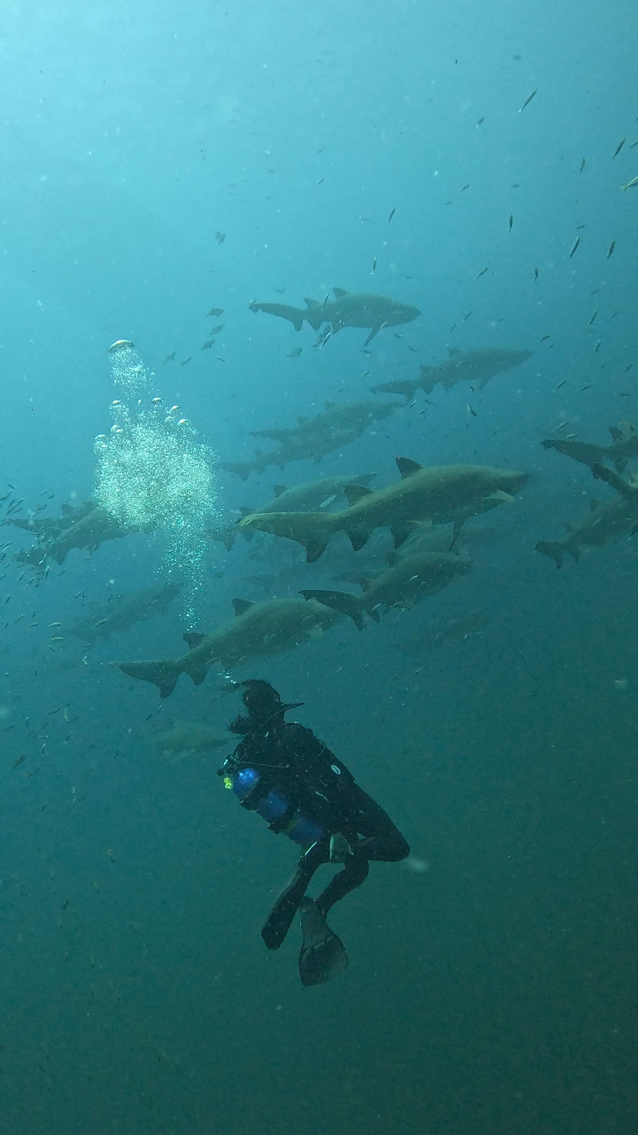 A diver swimming underwater with a school of sharks and smaller fish in the background.