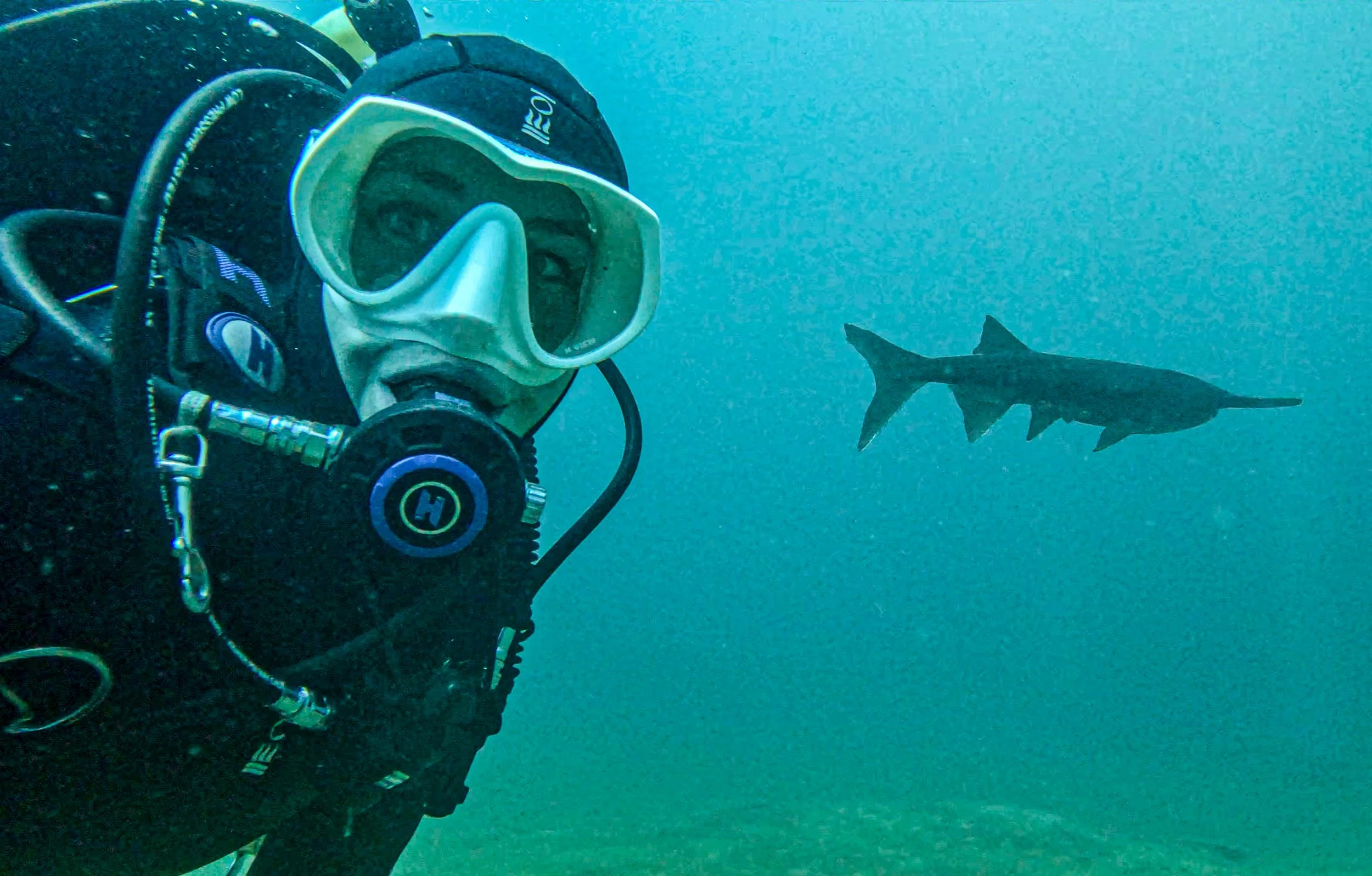 A scuba diver underwater looking at a small shark swimming away.