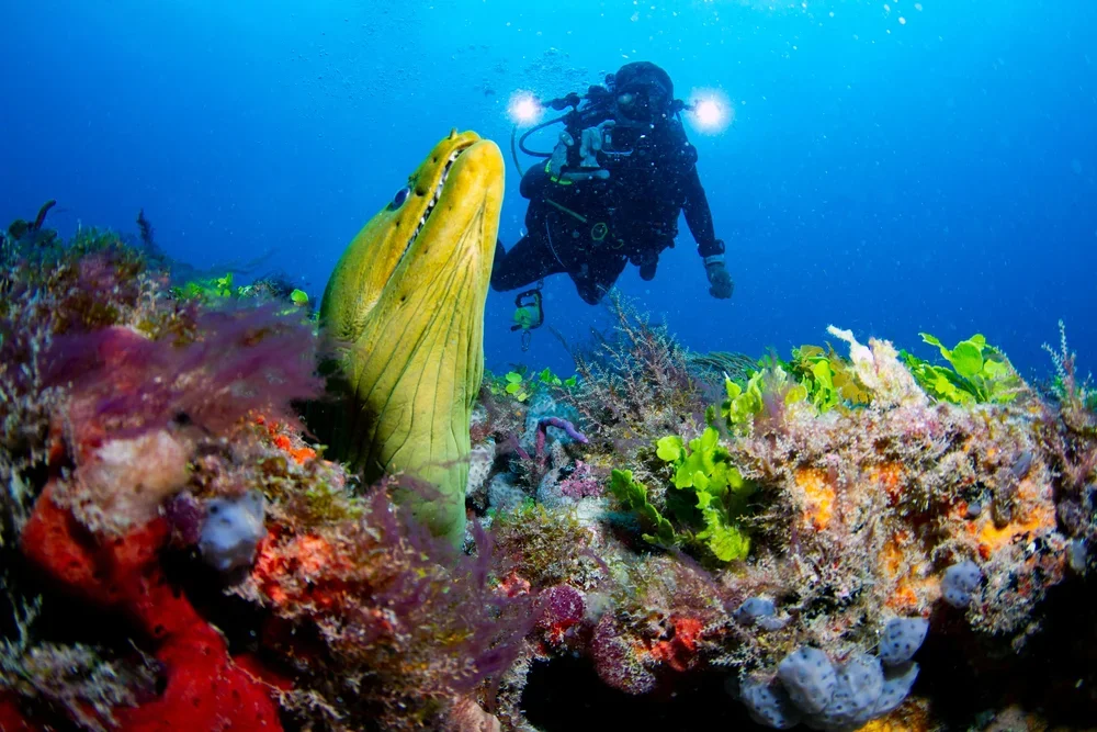 An underwater scene featuring a scuba diver observing a large, yellow-green fish near a colorful coral reef.