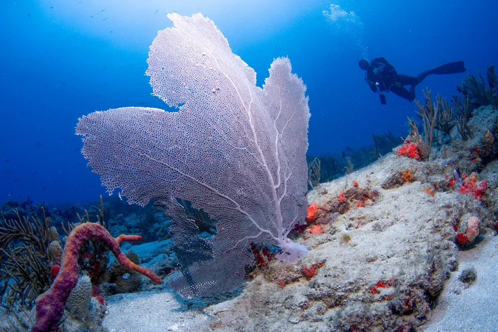 Scuba diver exploring a vibrant coral reef with a large sea fan coral and various smaller corals and sea life.