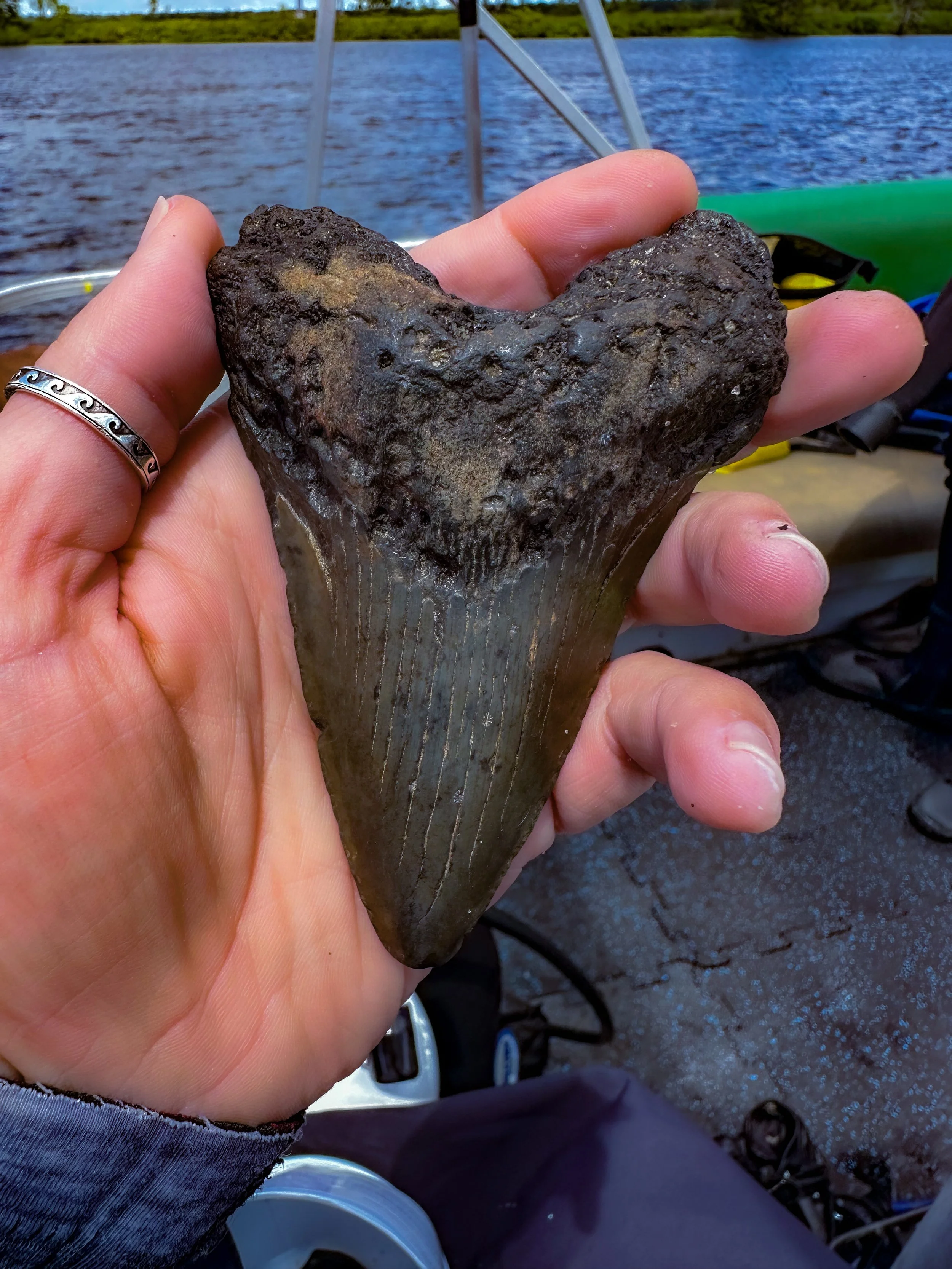 A person holding a large, fossilized shark tooth with a textured dark top and a smooth, striped lower part, near a body of water with a dock and boat in the background.