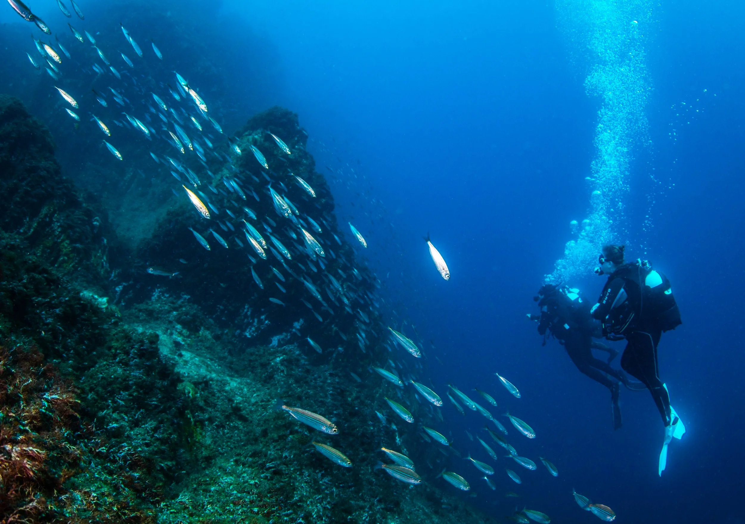 Two scuba divers exploring beneath the ocean, near a coral reef, with a school of fish swimming in the blue water.