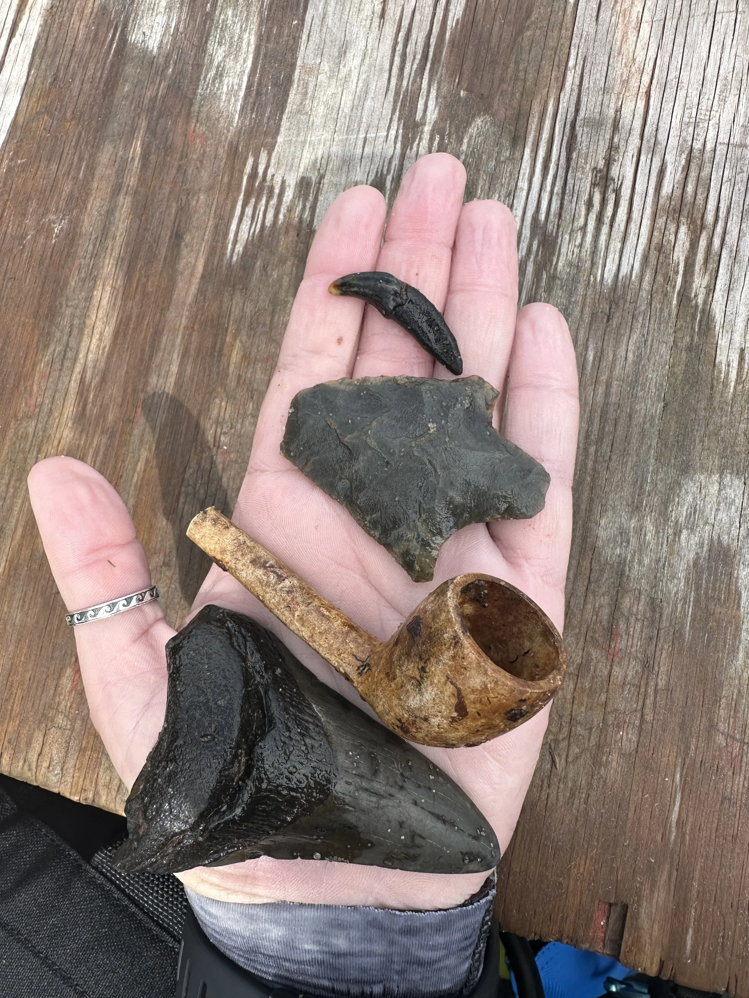 A person's hand holding a collection of fossils, including a small black claw, a dark gray rock, a small bone, and a larger black fossilized object, all on a wooden surface.