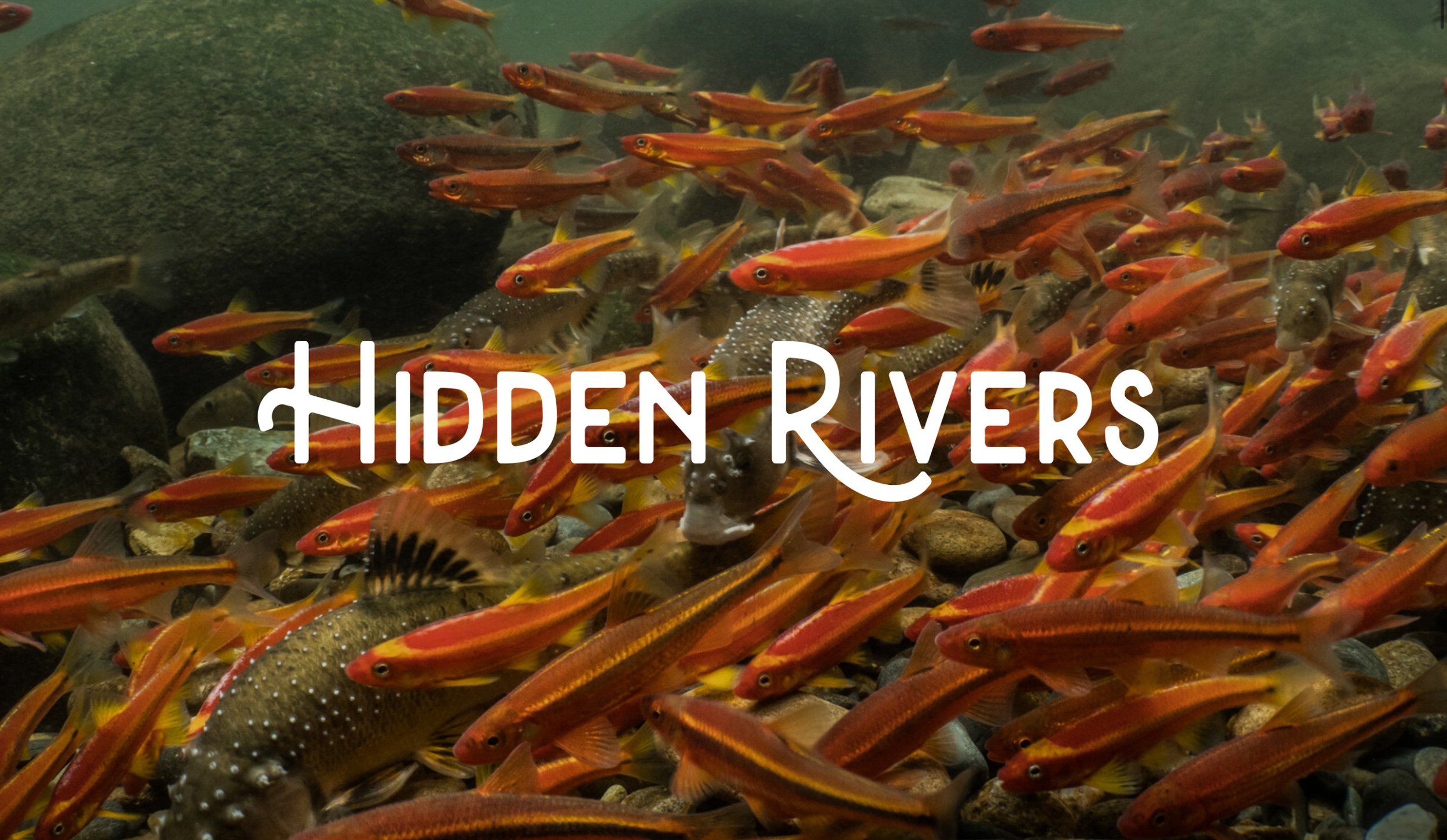 Underwater scene with a school of small orange fish swimming over rocks, with the text "Hidden Rivers" overlayed.