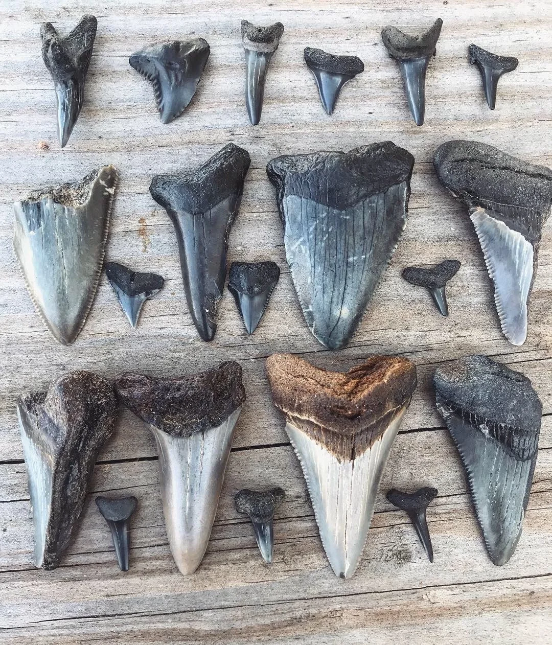 Collection of fossilized shark teeth of various sizes on a wooden surface.