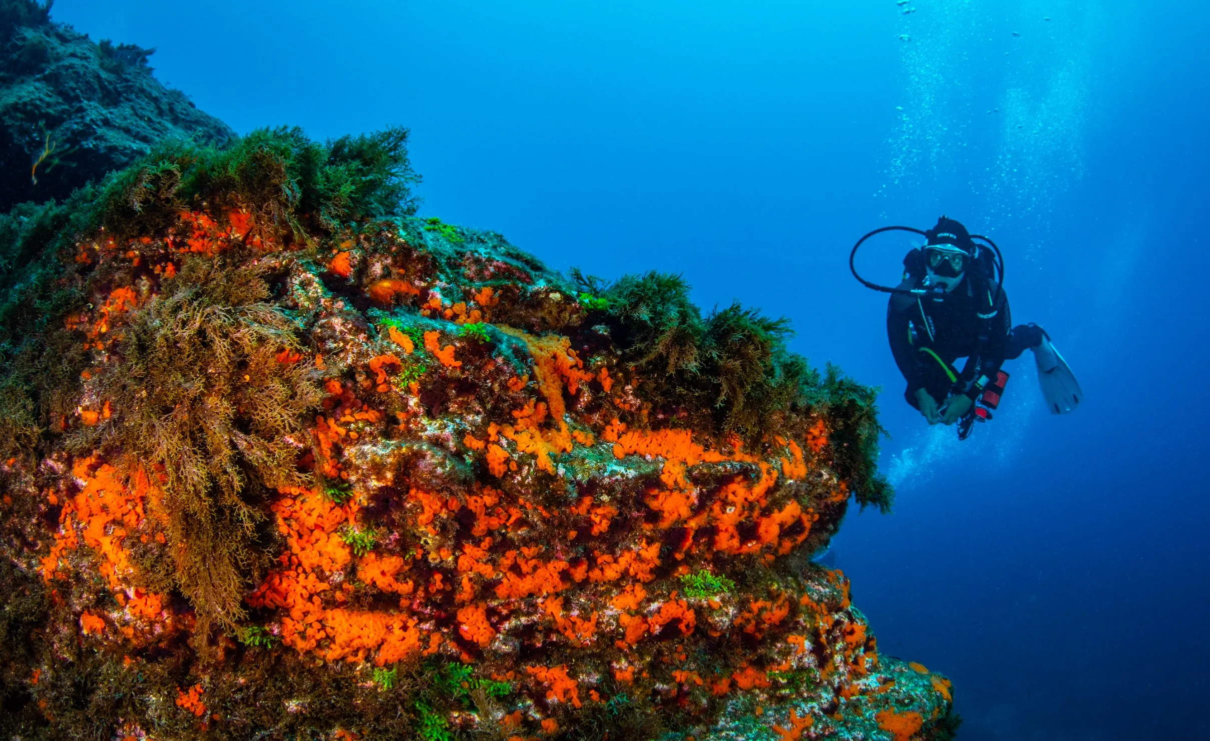 Scuba diver exploring a colorful coral reef underwater.