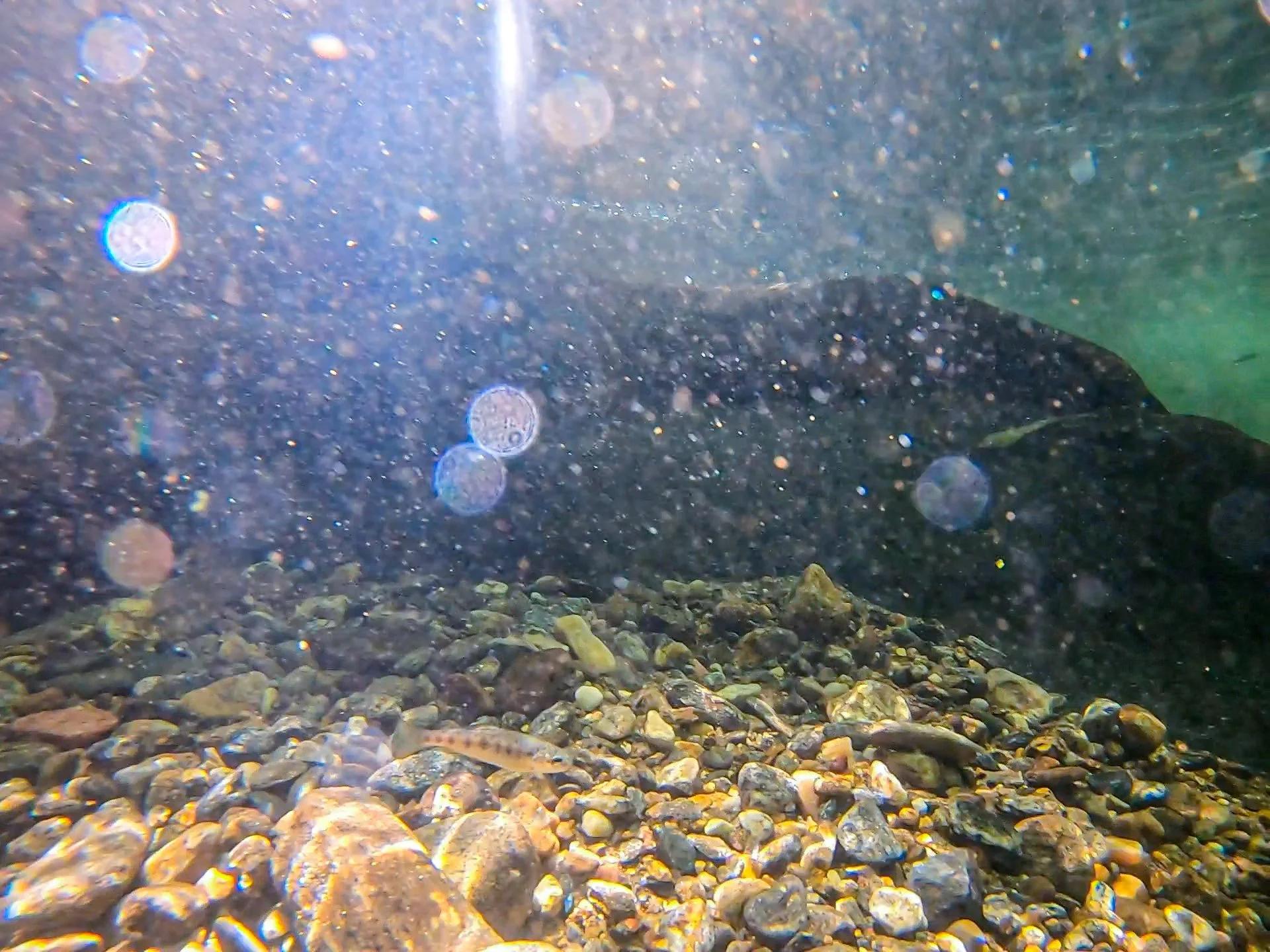 Underwater scene with pebbles and rocks on the riverbed, bubbles floating, and a submerged log or rock on the right side.