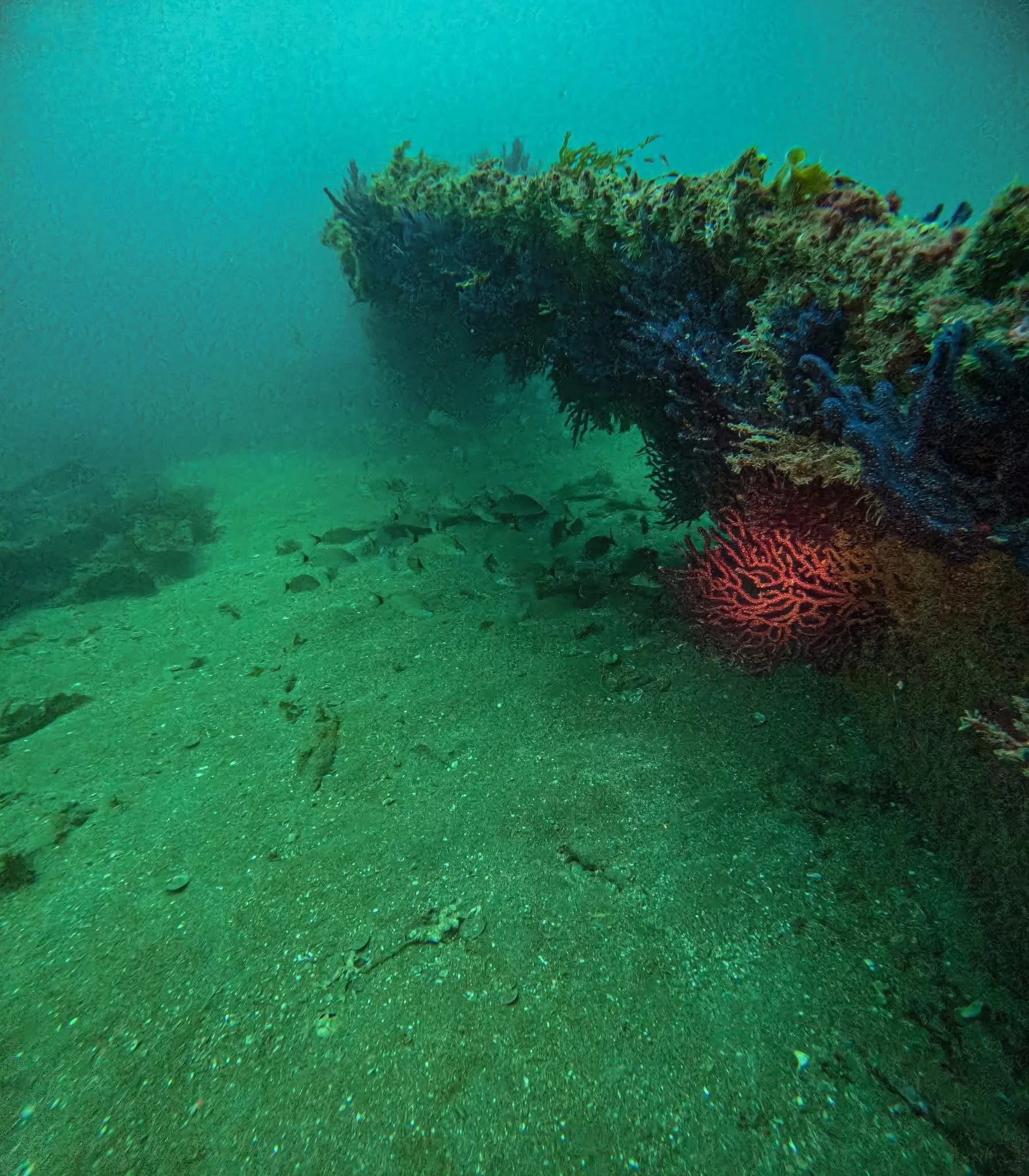 Underwater scene showing sand, small fish, and a large rock covered in coral and algae.