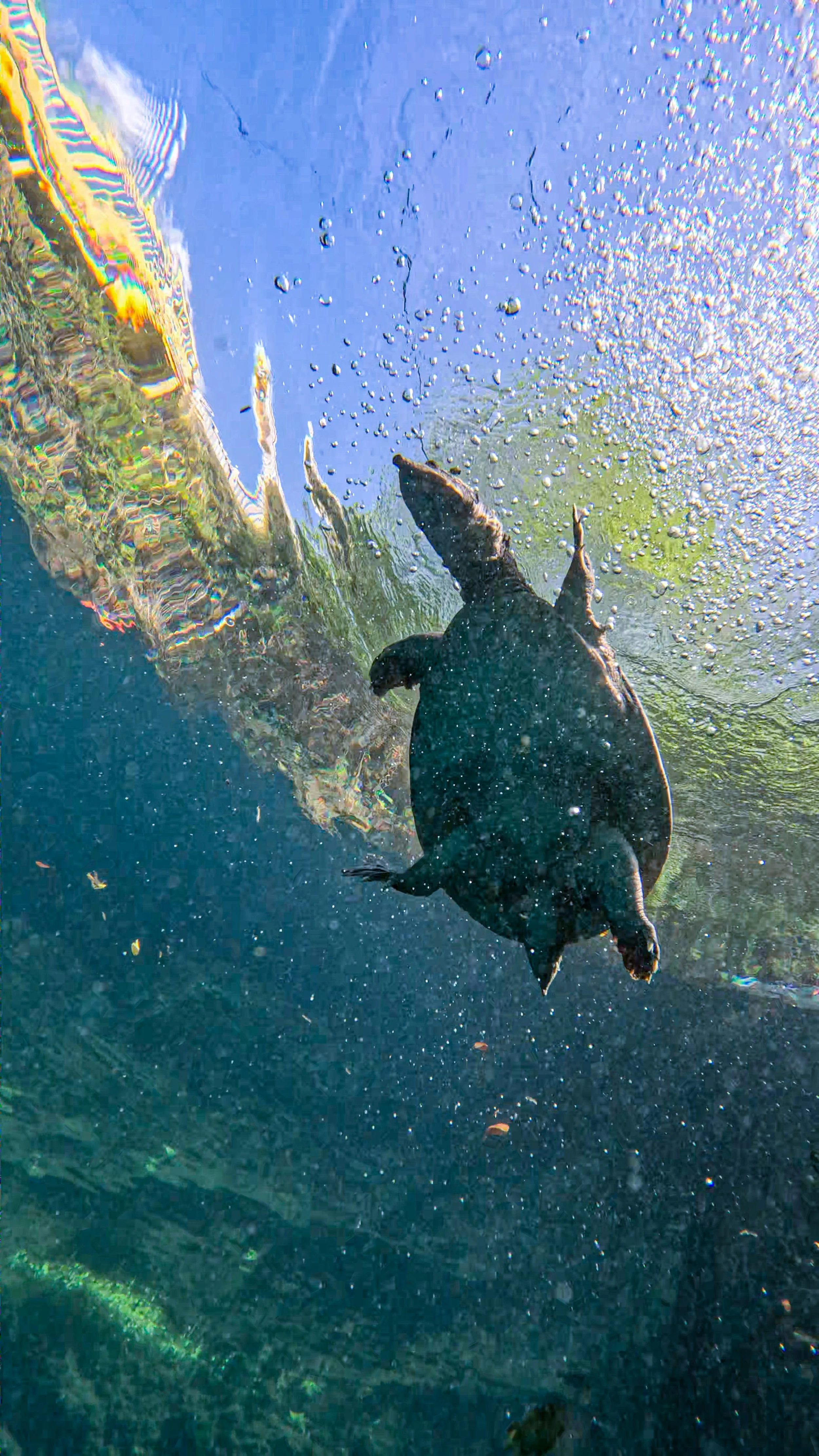 A dark-colored turtle swimming underwater in a clear body of water with sunlight shining through the surface.