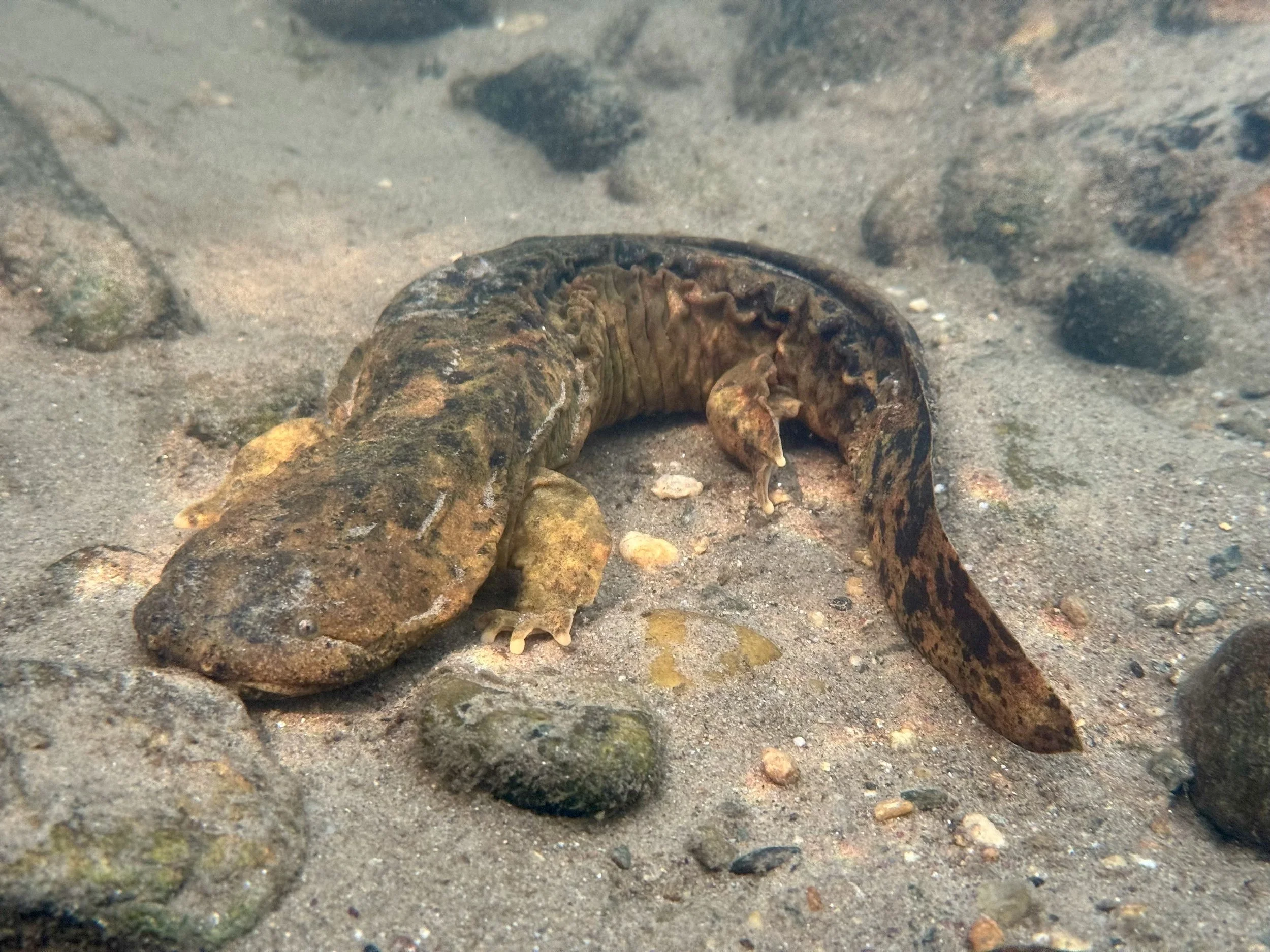A camouflaged, large, elongated salamander resting on sandy ground with small rocks.