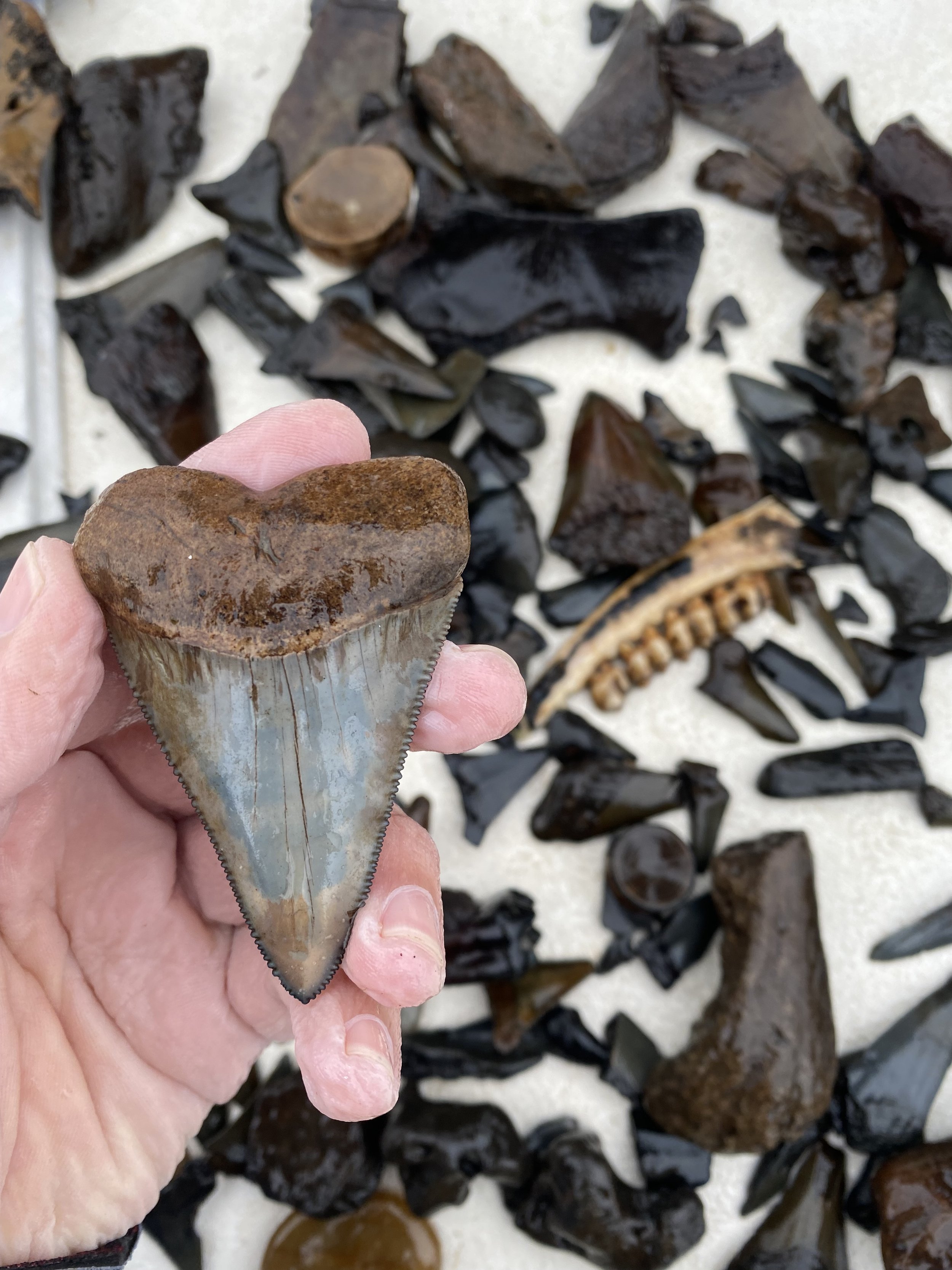A person holding a fossilized Megalodon shark tooth with a wide blade, serrated edges, and a brown top, against a background of various dark-colored shark teeth and fossils on a white surface.