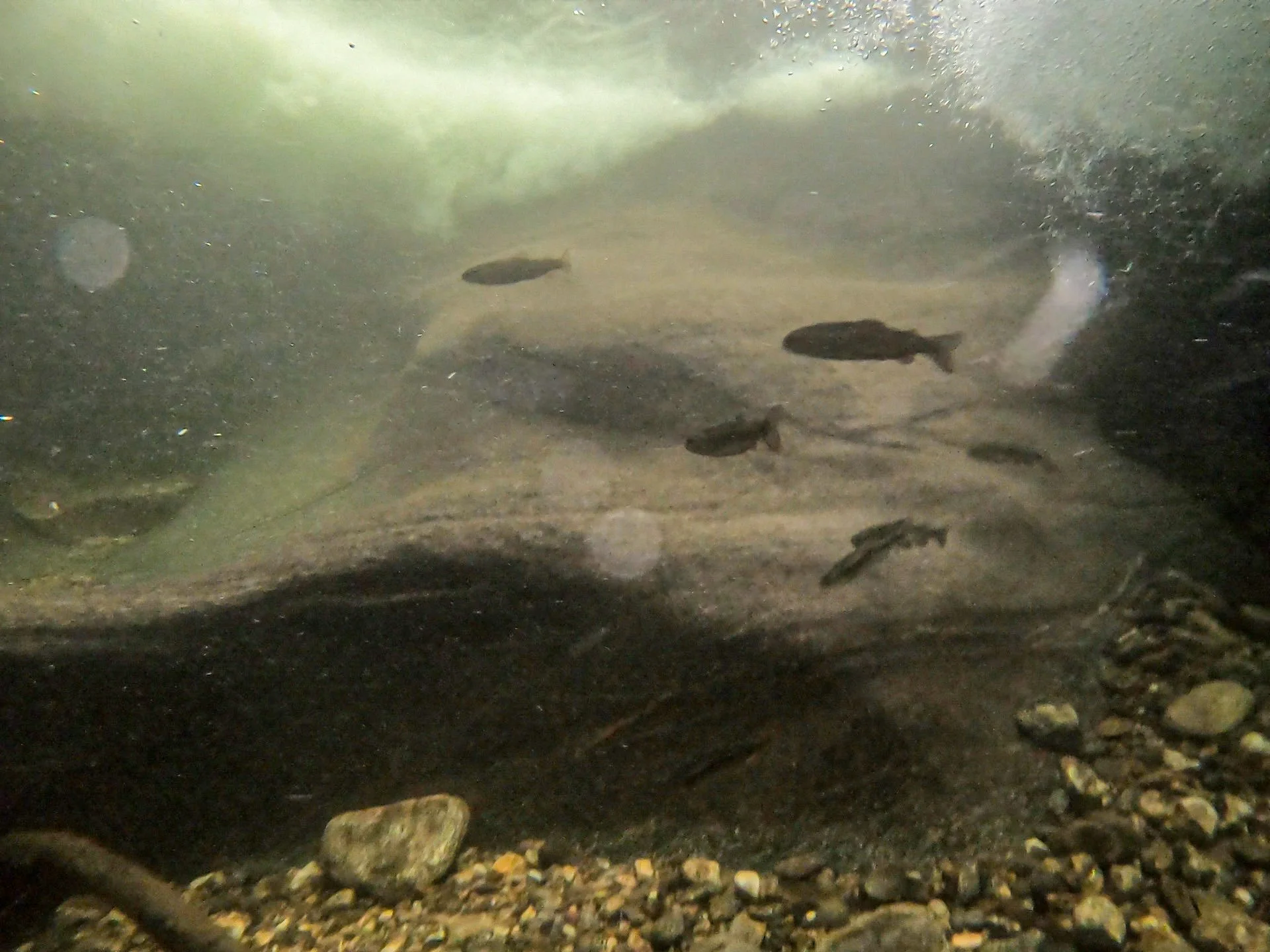 Underwater scene showing small fish swimming near a rocky stream bed.