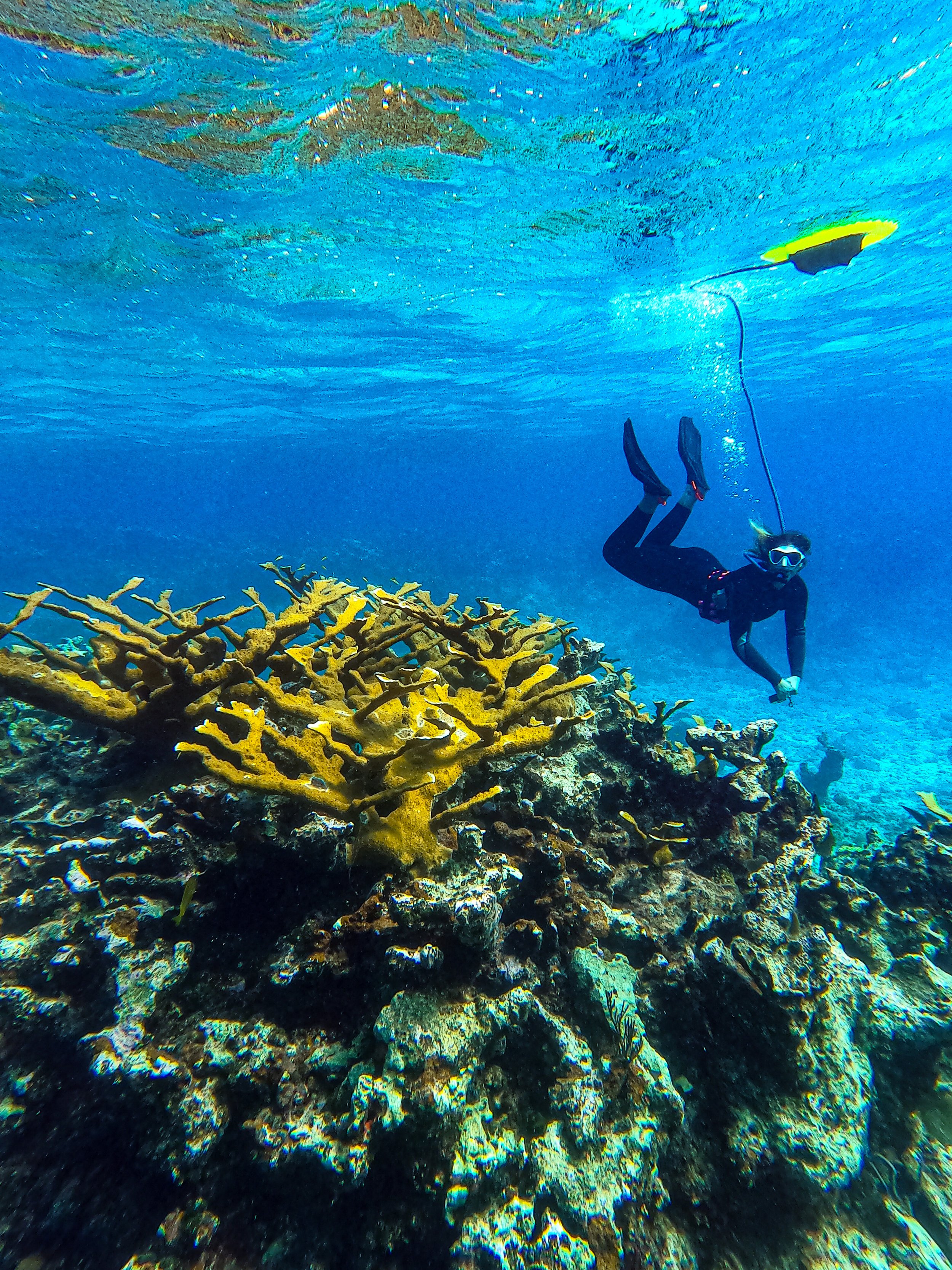 Person snorkeling underwater above vibrant coral reef, holding a camera with a yellow underwater drone nearby