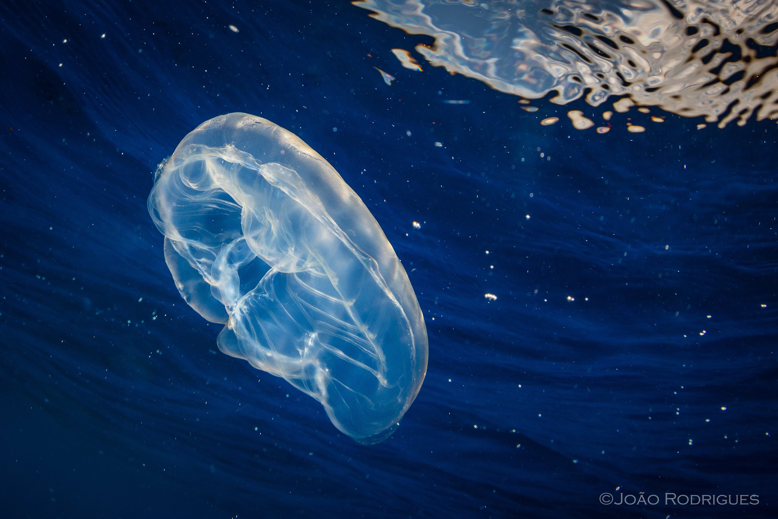A transparent jellyfish floating in deep blue ocean water with light reflections and tiny bubbles.
