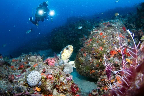 Scuba diver swimming near a colorful coral reef with a fish in the foreground.