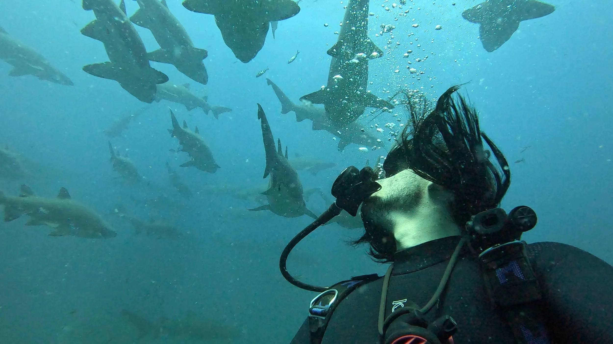 A scuba diver underwater surrounded by numerous sharks swimming around.