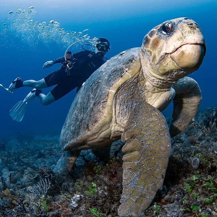 A scuba diver swimming near a large sea turtle underwater.