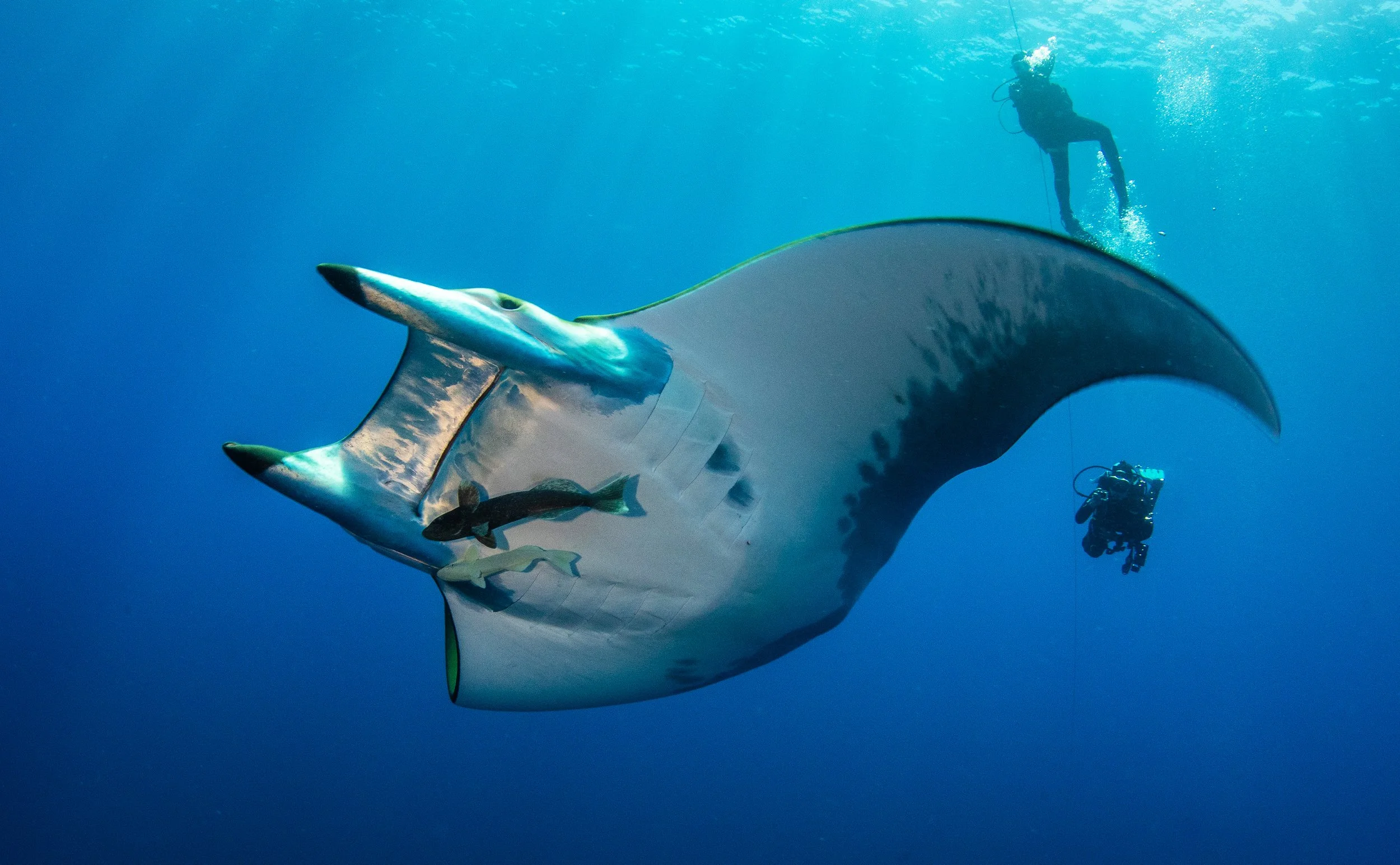 A large manta ray swimming underwater with scuba divers nearby, with its mouth open and two smaller fish swimming on its underside.