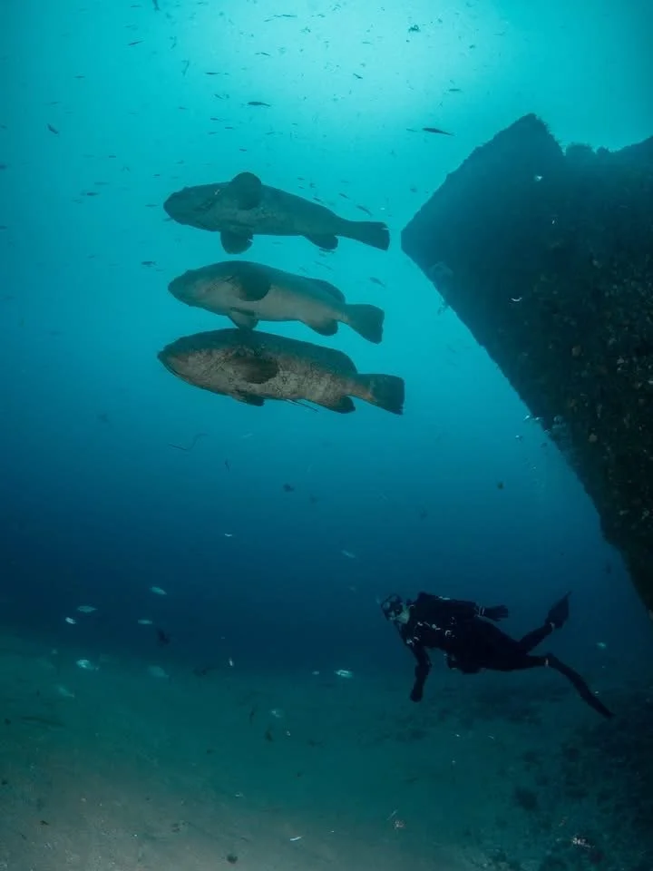 Underwater scene with three large fish and a scuba diver near a rocky formation.