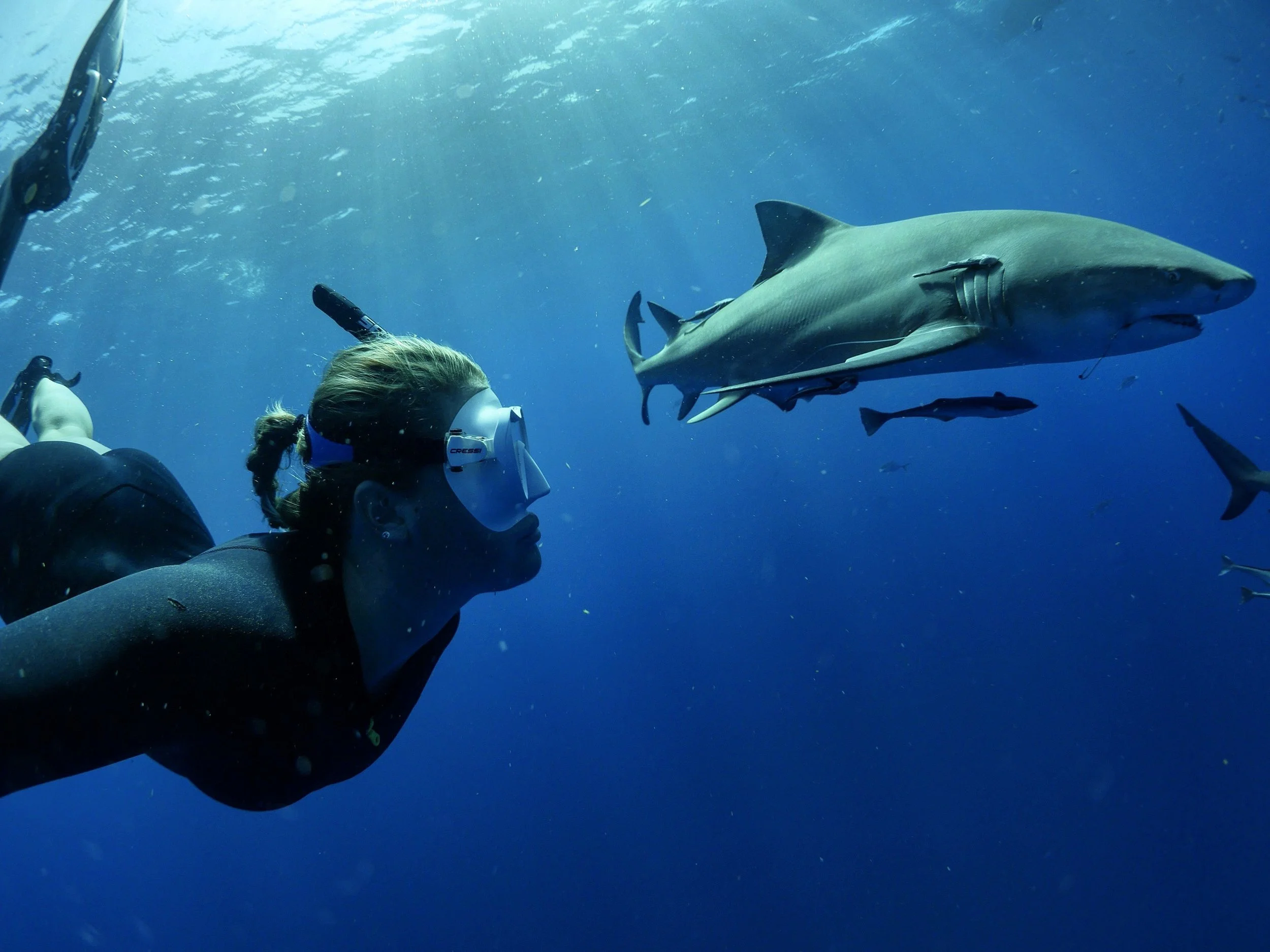A woman snorkeling underwater watching a large shark swimming nearby.