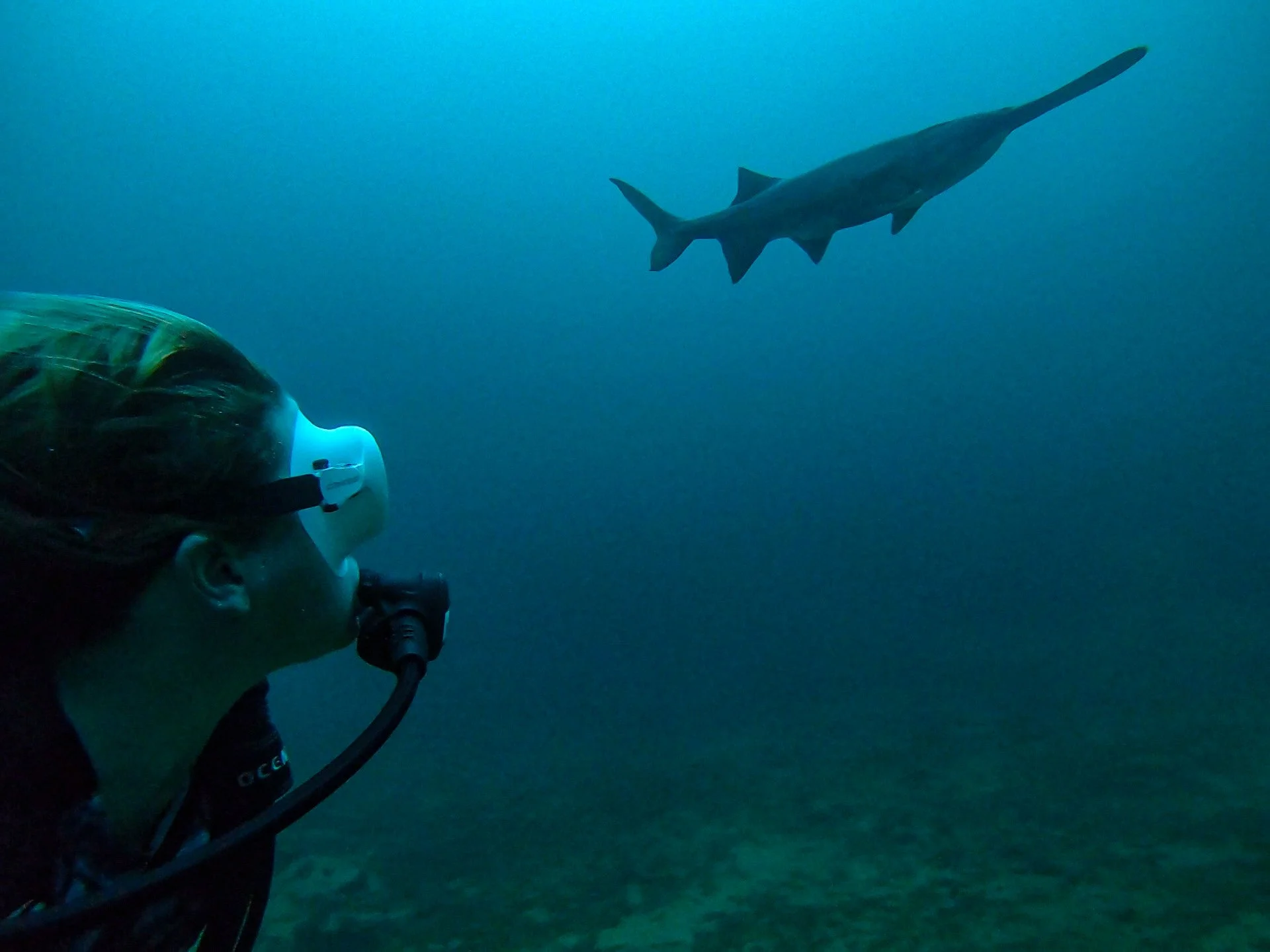 Person scuba diving underwater with a mask and regulator, observing a large fish swimming nearby in the ocean.