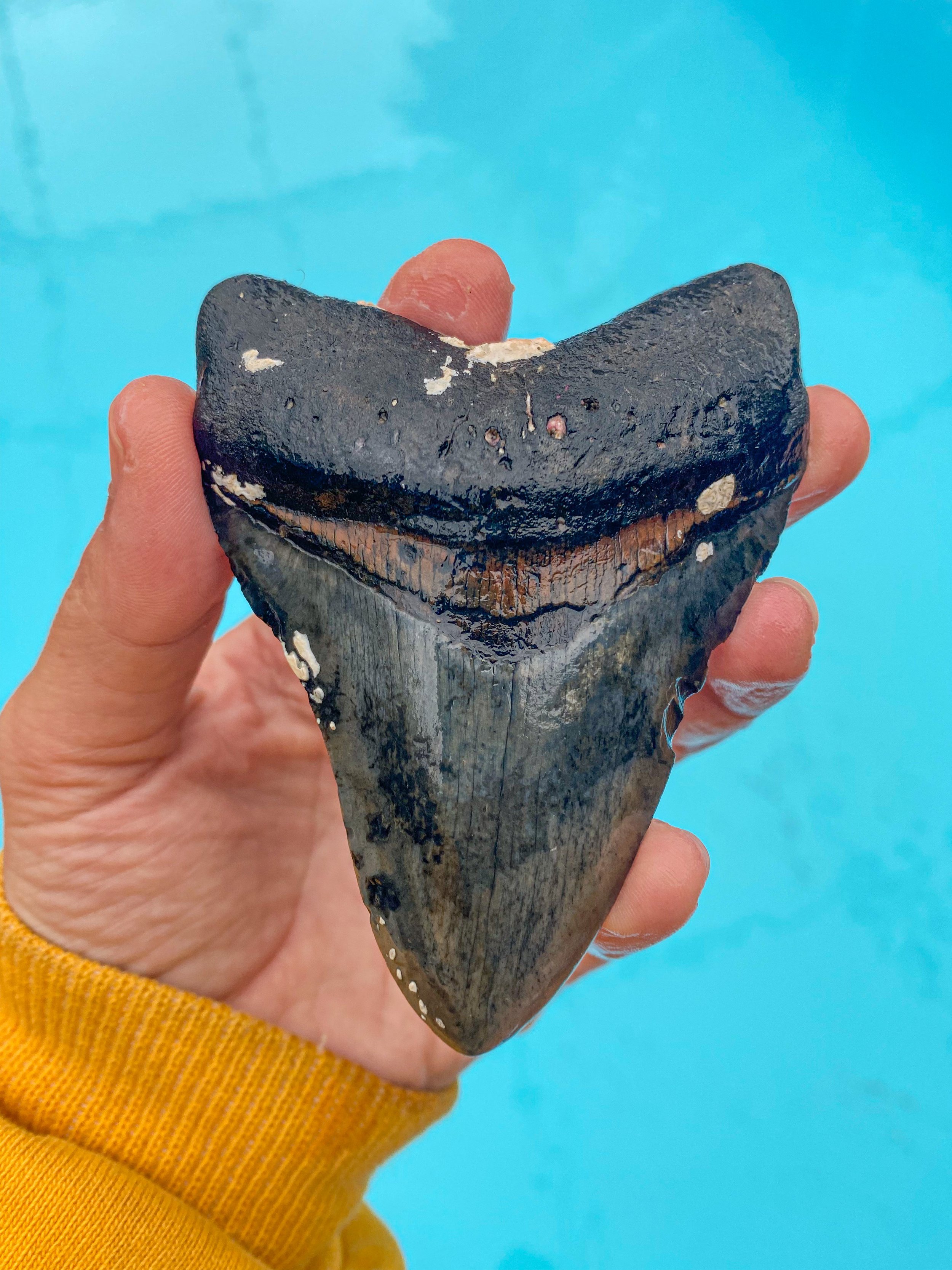 A person's hand holding a large fossilized shark tooth with a dark, weathered appearance against a bright blue background.