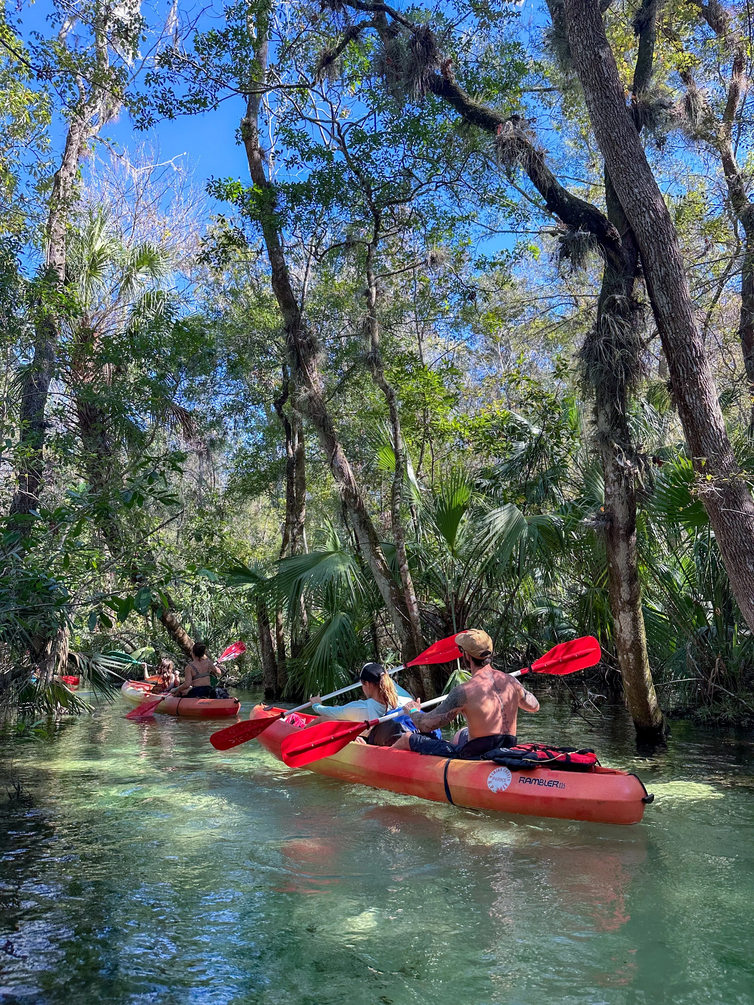 Group of people kayaking through a lush, green swamp with tall trees and blue sky overhead.