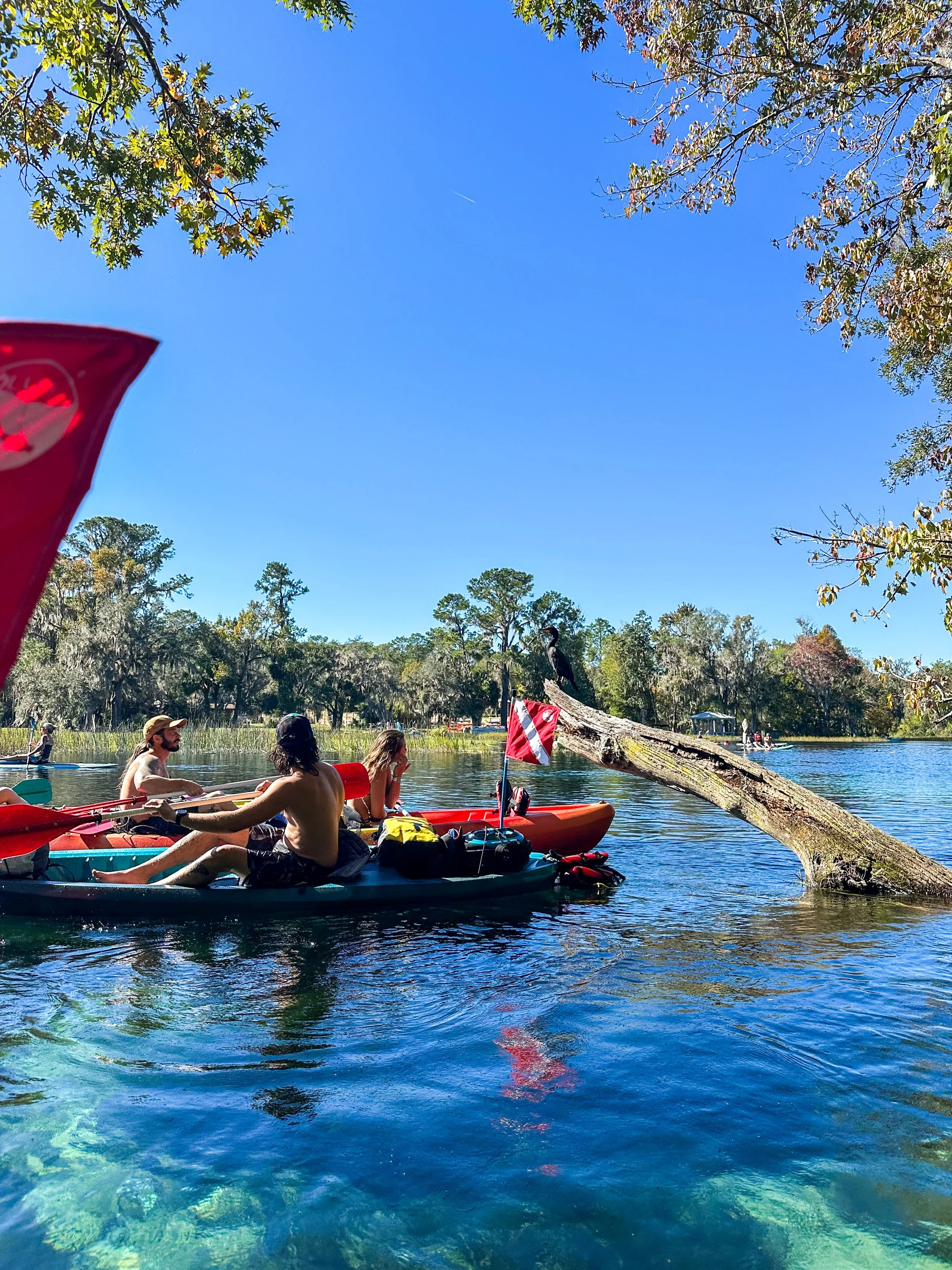 People kayaking on a lake in a wooded area with clear blue sky, some trees changing color, and a fallen tree in the water.