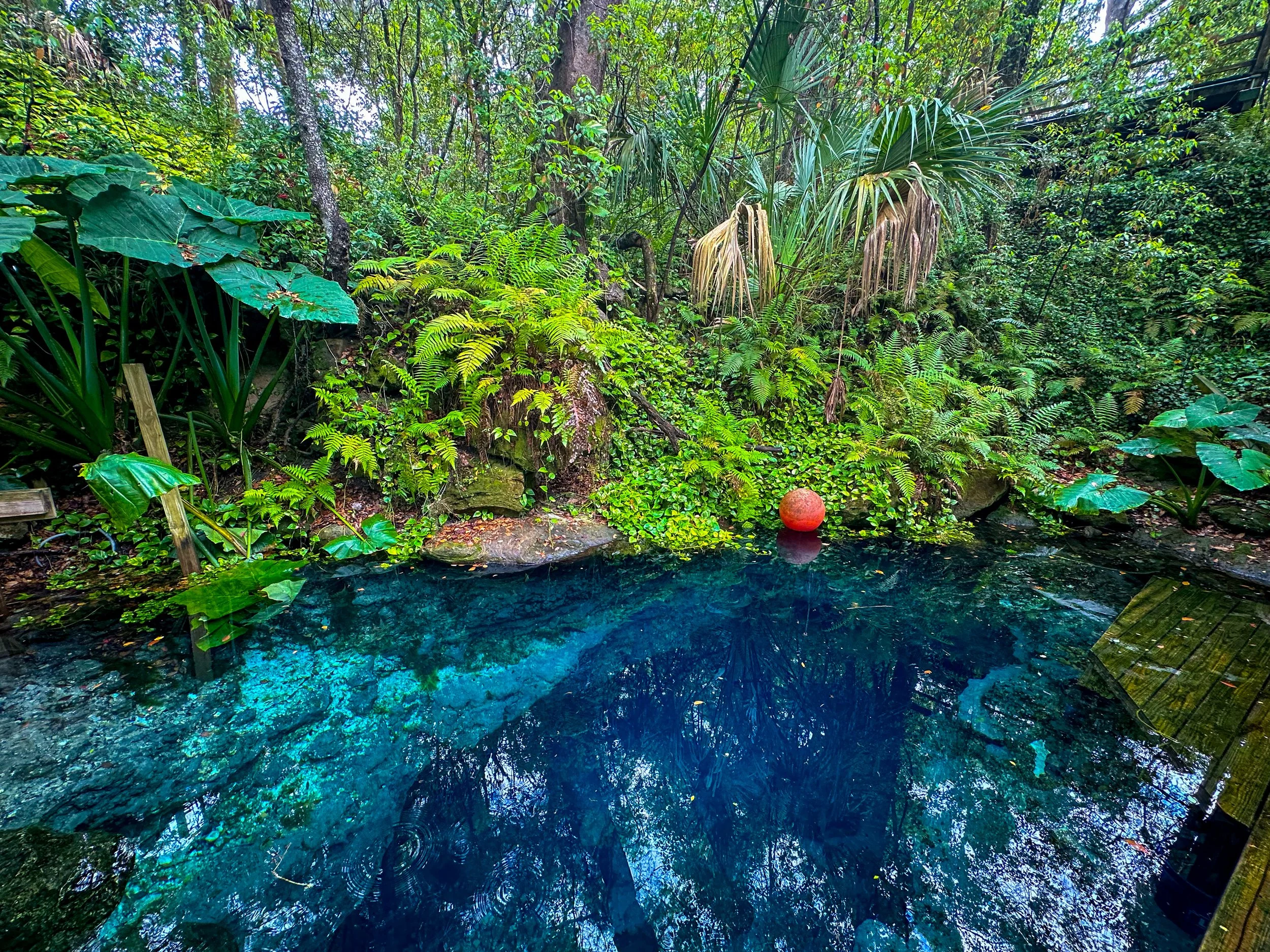 A lush, green tropical garden with various plants surrounding a small pond with a red floating ball.