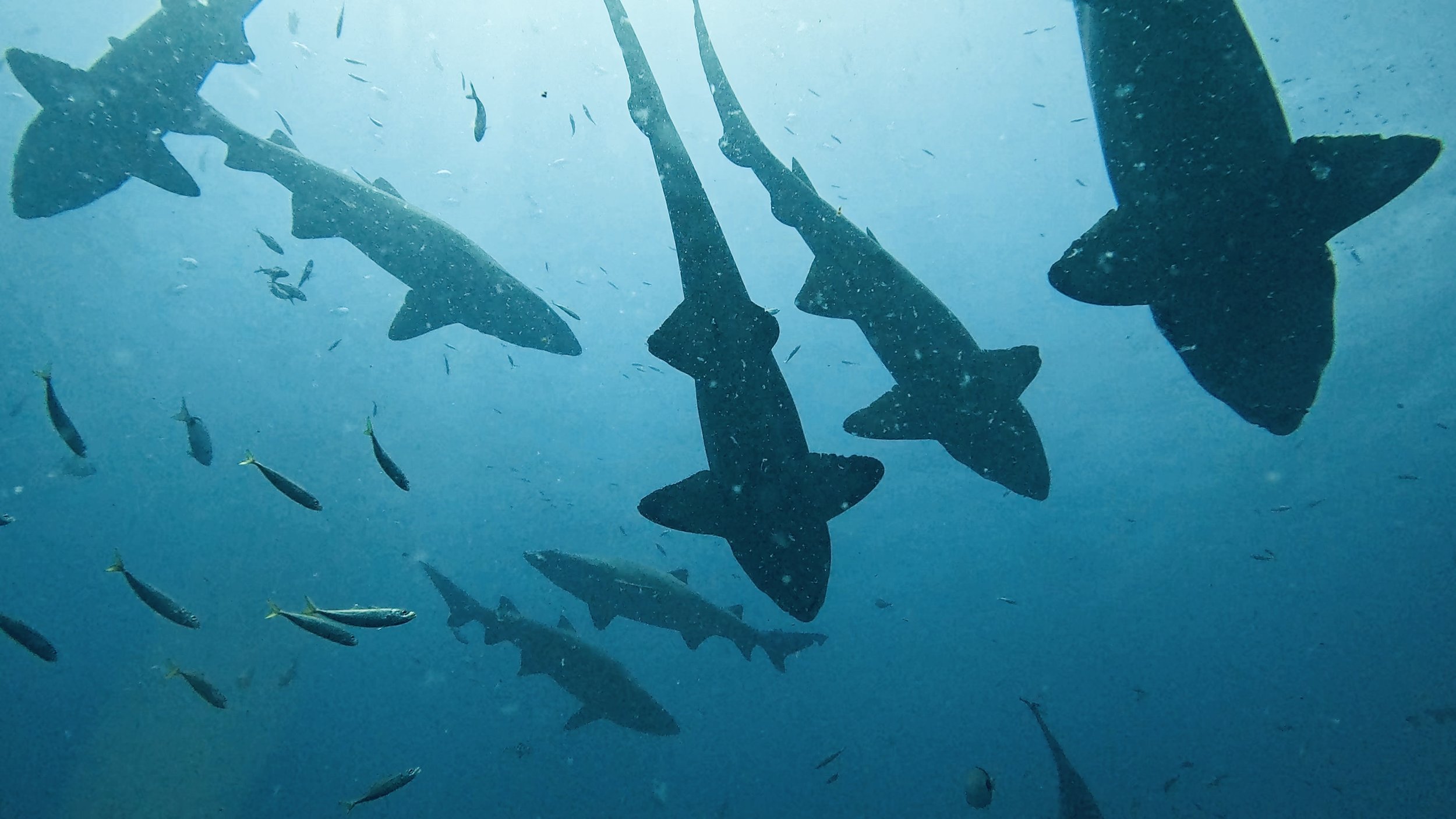 Underwater scene with several sharks swimming together, surrounded by small fish.