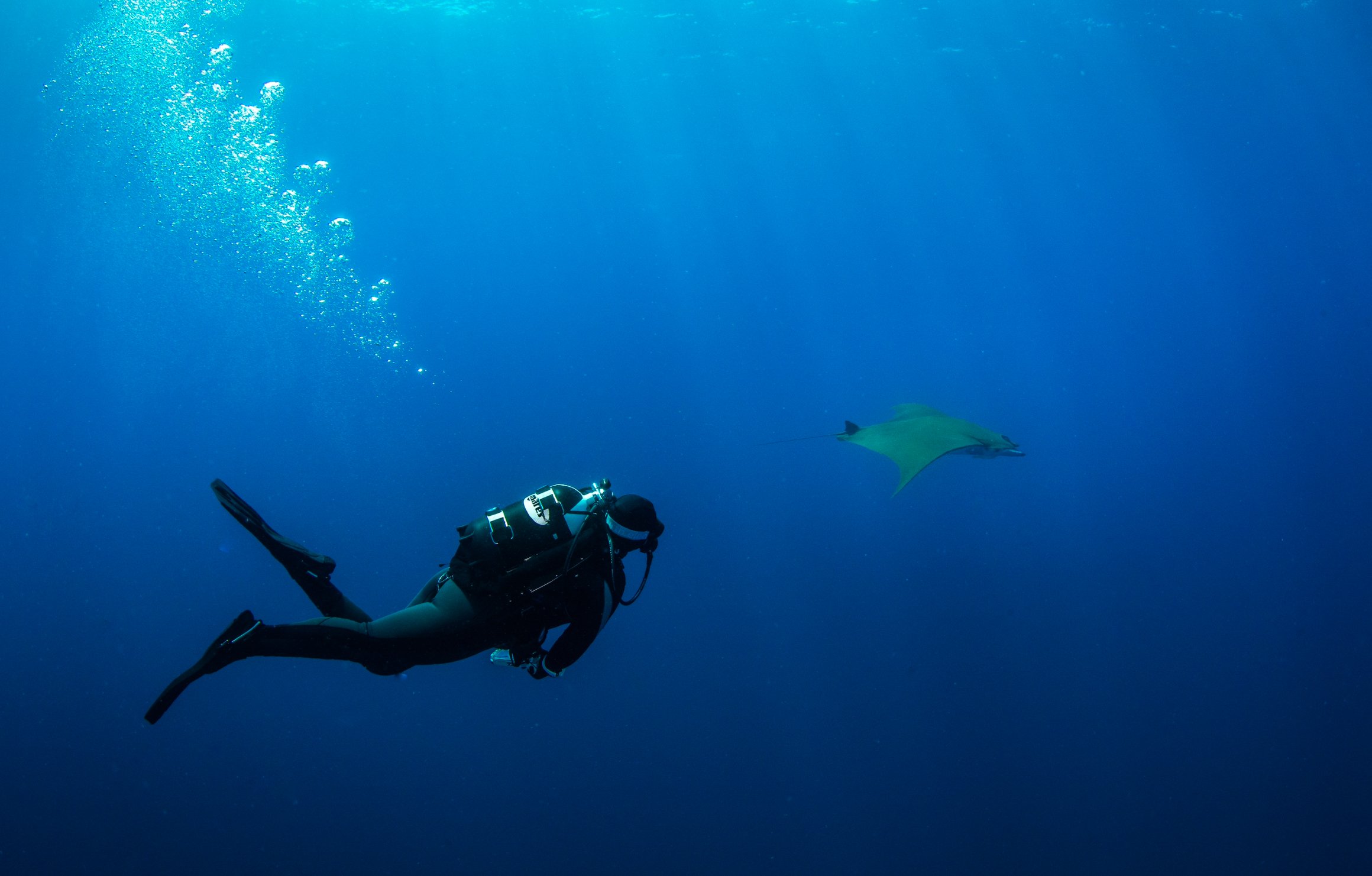 A scuba diver swimming underwater near a manta ray in the open ocean.