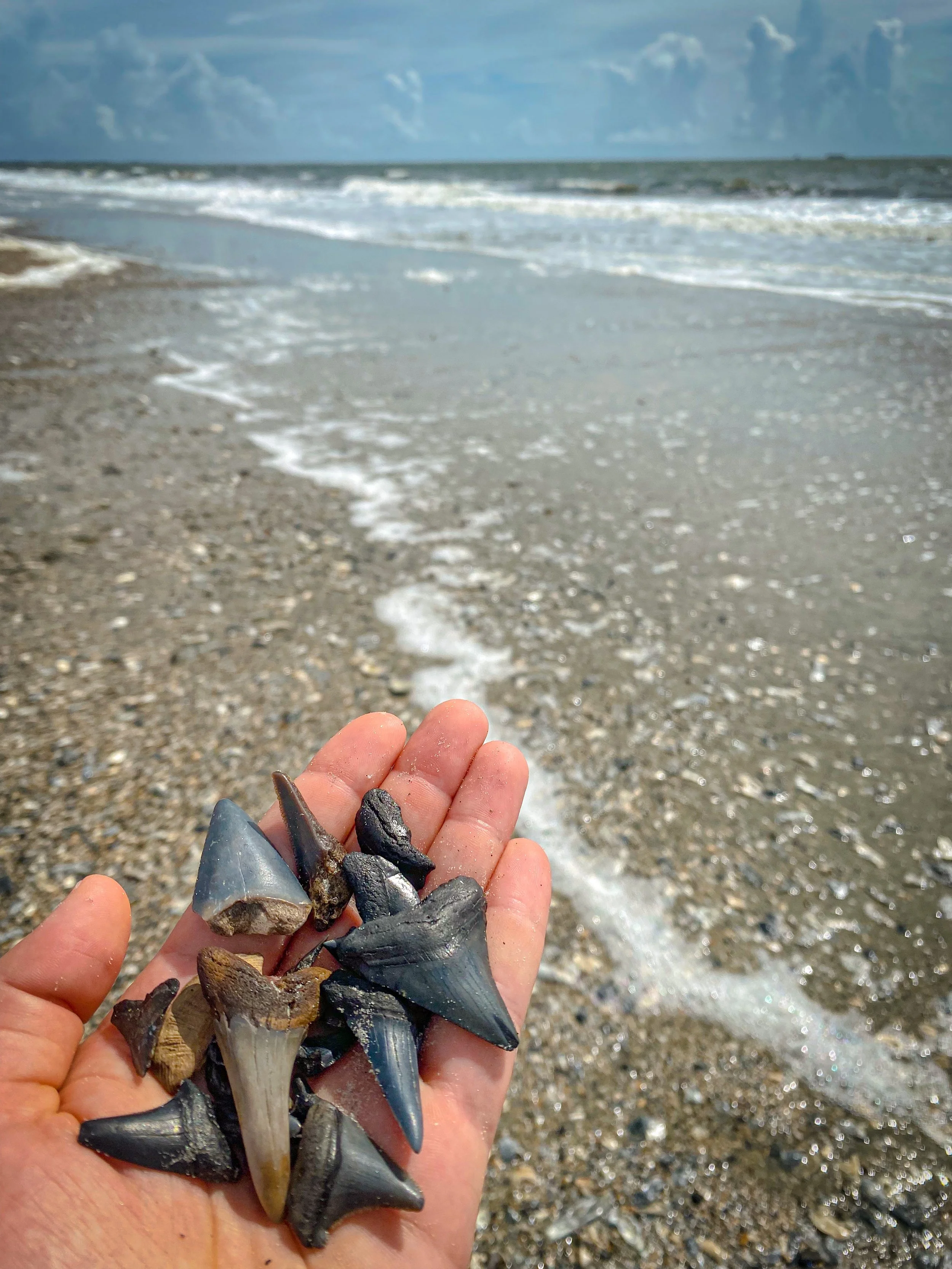 Hand holding assorted black and brown shark teeth on a sandy beach with ocean waves in the background.