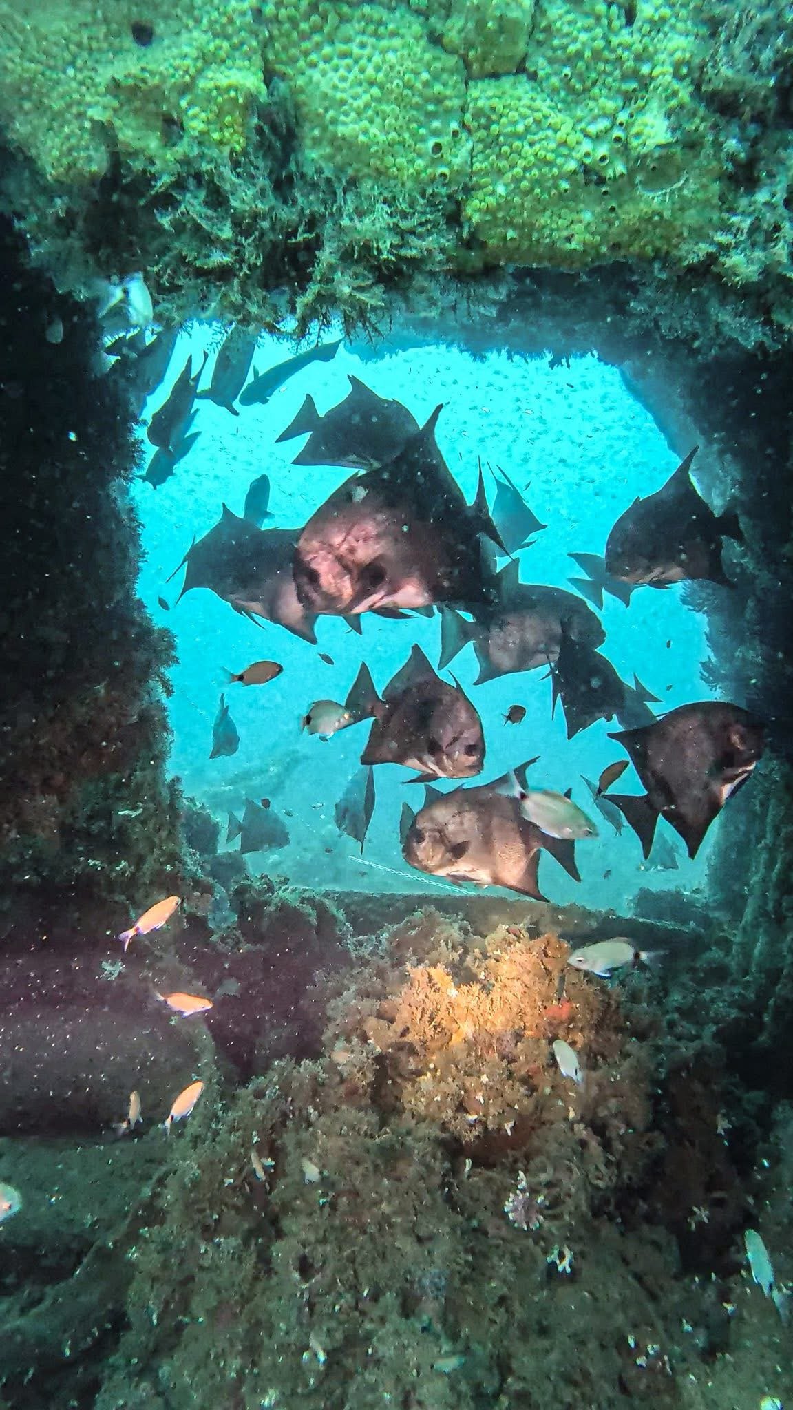 Underwater scene showing a school of fish swimming near a coral reef, with an opening in the reef revealing blue water beyond.