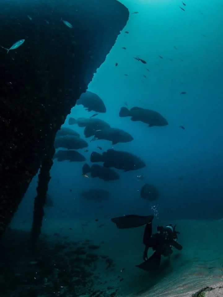A scuba diver exploring underwater near a large sunken shipwreck with a school of fish swimming nearby.