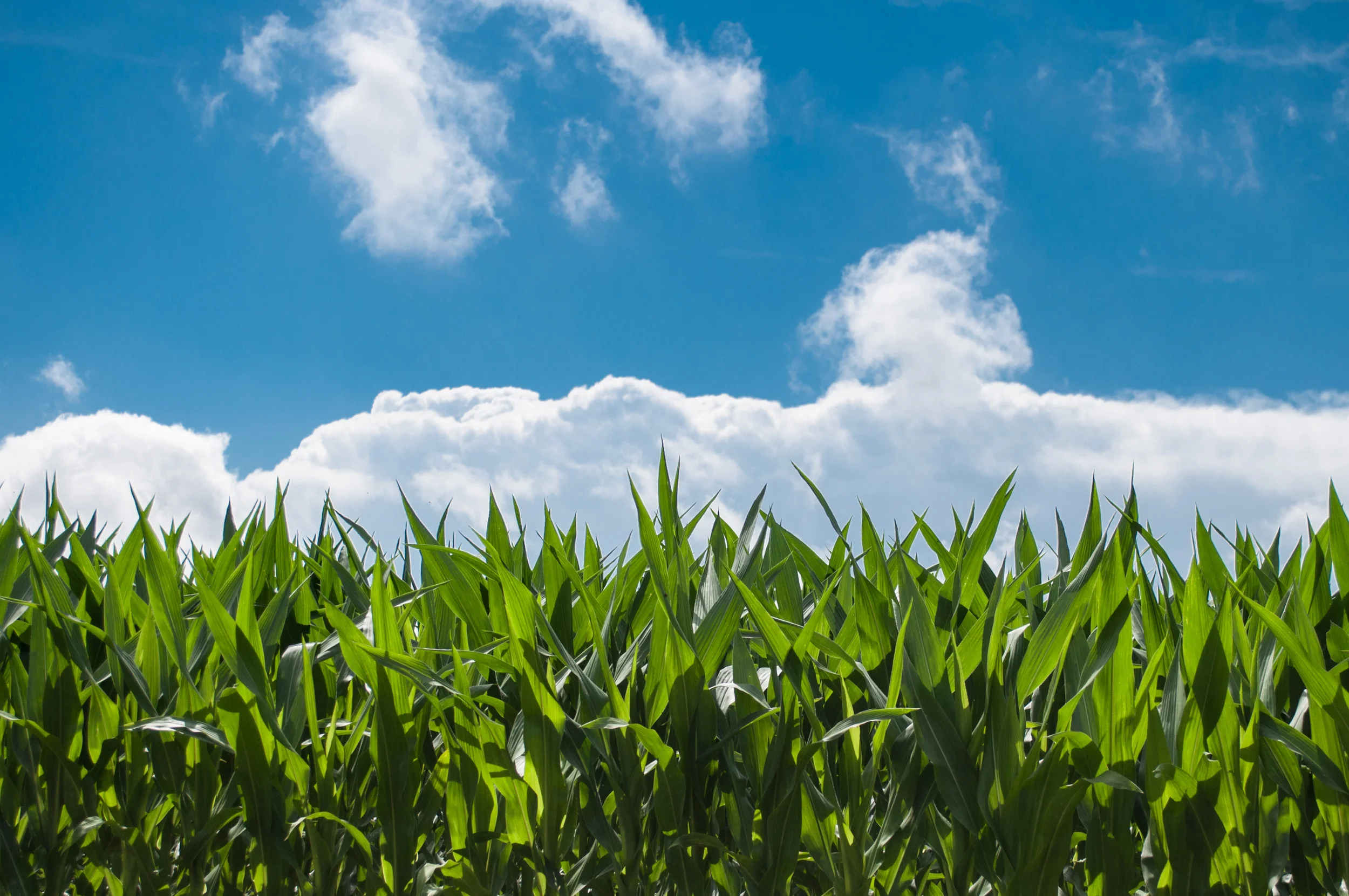 nature-sky-sunny-clouds.jpg
