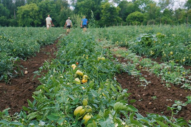 Curries market farm crew hard at work in the fields and at he market to bring you freshly picked &amp; organic produce! #organic #farmfresh #eatlocal #fieldtomatoes