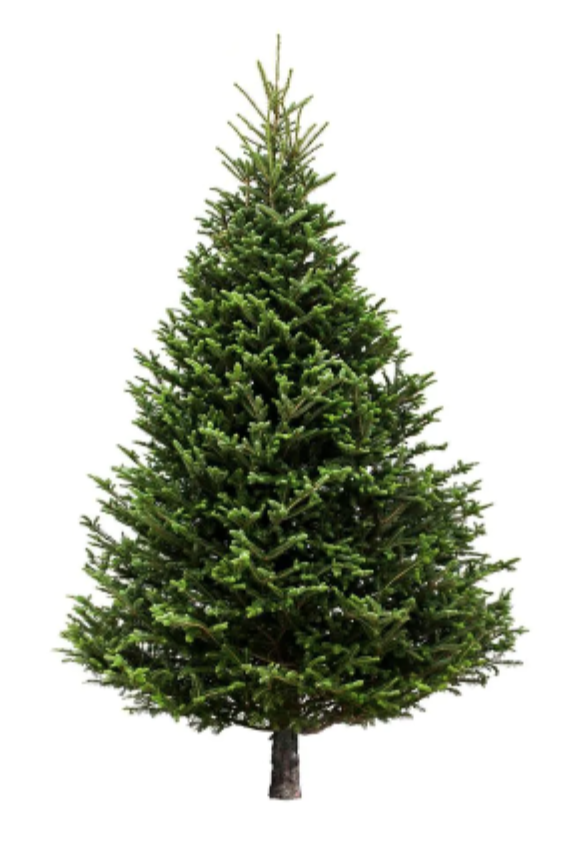 Freshly Cut Fraser Fir Christmas Tree