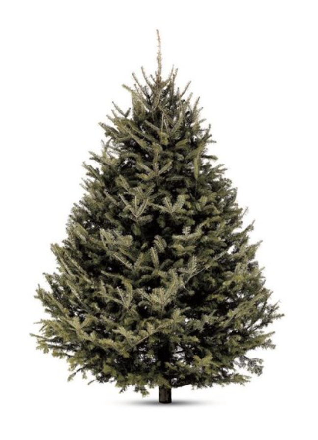 Freshly Cut Balsam Fir