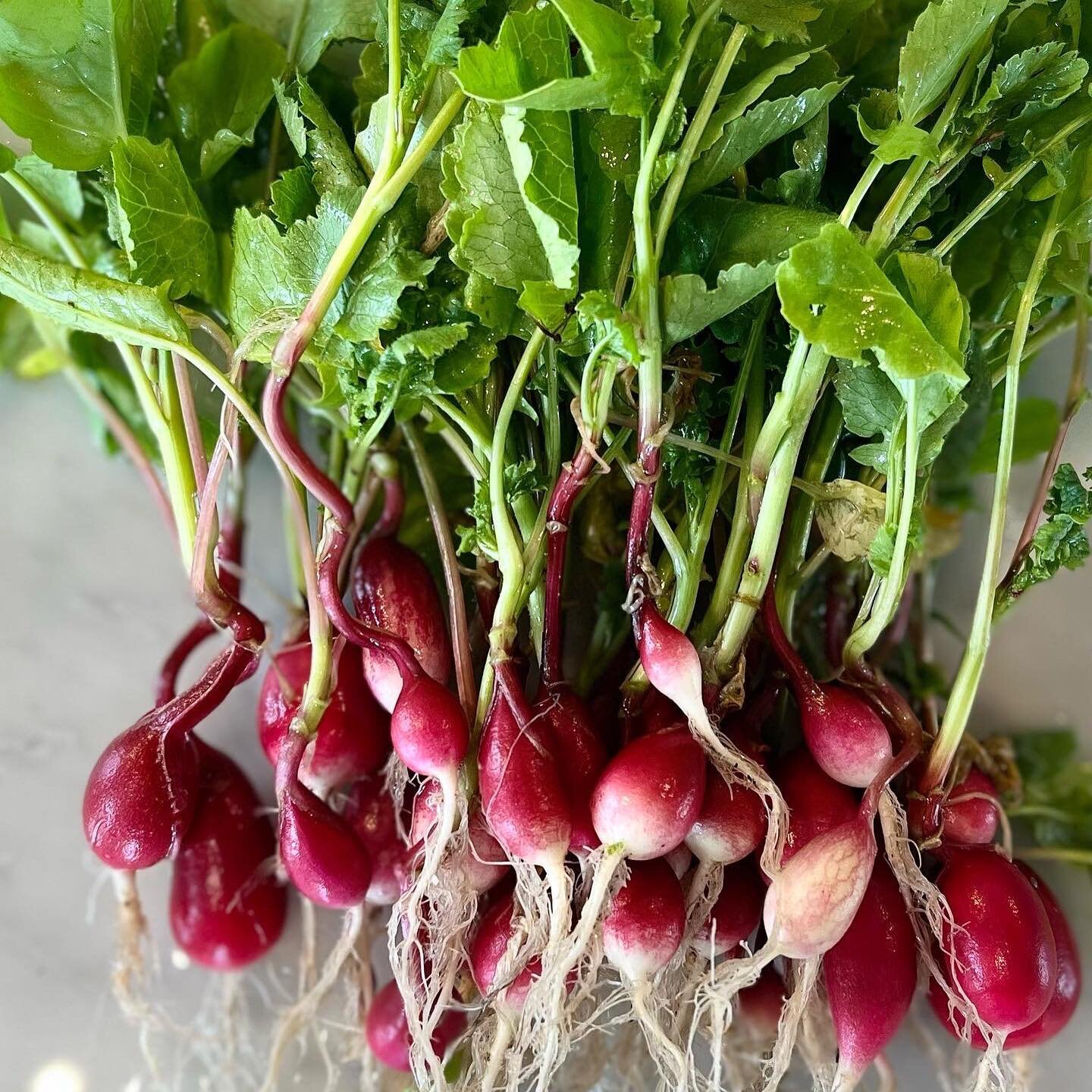 Love that the simple radish can be so dramatic!
 
#gardener #vegetablegarden #radish #writingcommunity #bookclub #bookstagram 
#book #booktok #bookrecommendations #booklove #writerscommunity #writing #readersofinstagram #read #novel #fictionbooks #fi