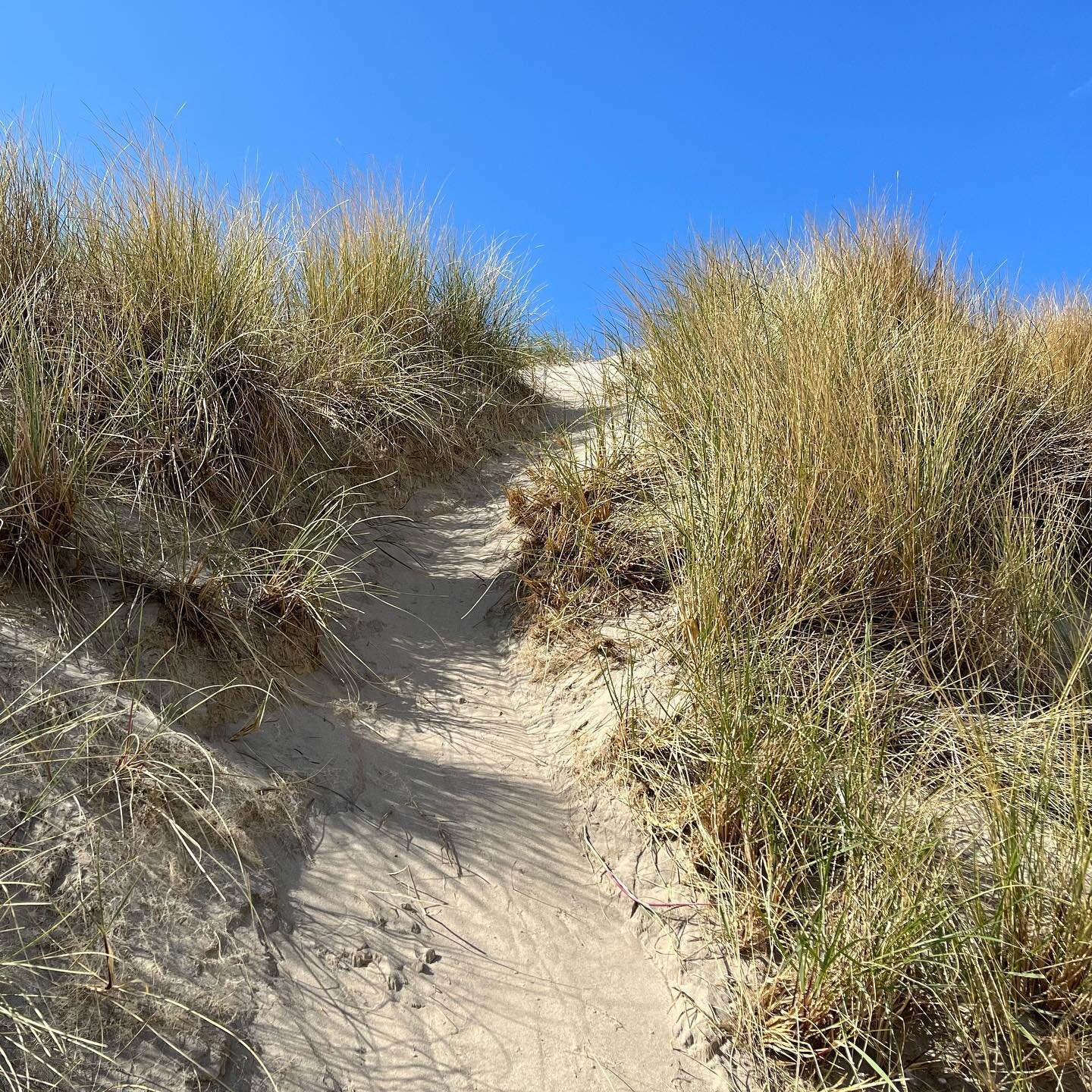 ✨Sand dunes = 😊holiday!✨

#bookstagram #book #booktok #bookrecommendations #booklove #writerscommunity 
#bookclub #writing #readersofinstagram #read #novel #fictionbooks #fictionwriter #bookshop #bookshelves #bookshops #choosebookshops #booksaremyba