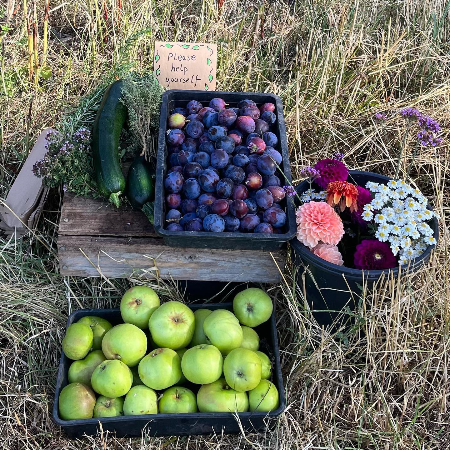 By-the-footpath stall - if you&rsquo;re passing by please help yourself!🍎🍃

#nature #vegetables #countryliving #countryside #countrylife #walkers 
#bookstagram #book #booktok #bookrecommendations #booklove #writerscommunity 
#bookclub #fictionwrite