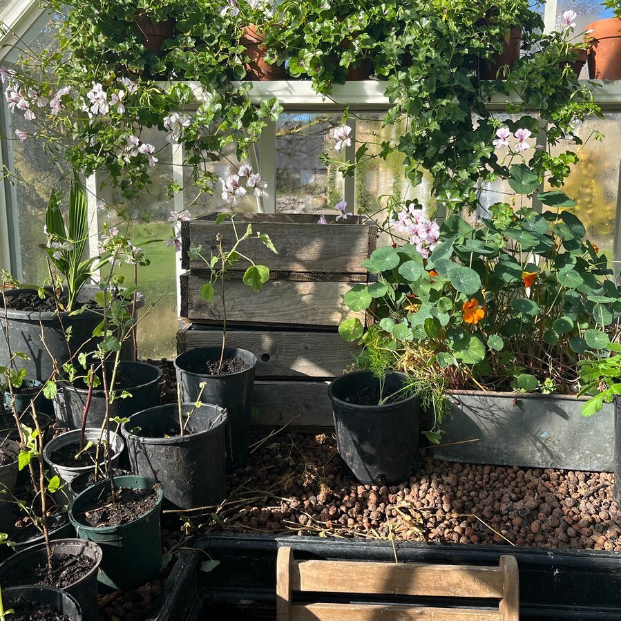 Sunny October Saturday in the greenhouse🍃 - spot the date!

#nature #greenhouse #countryliving #countryside #countrylife
#bookstagram #book #booktok #bookrecommendations #booklove #writerscommunity 
#bookclub #fictionwriter #bookshop #bookshelves #b