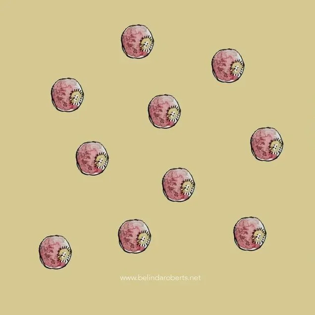 barberry.jpg