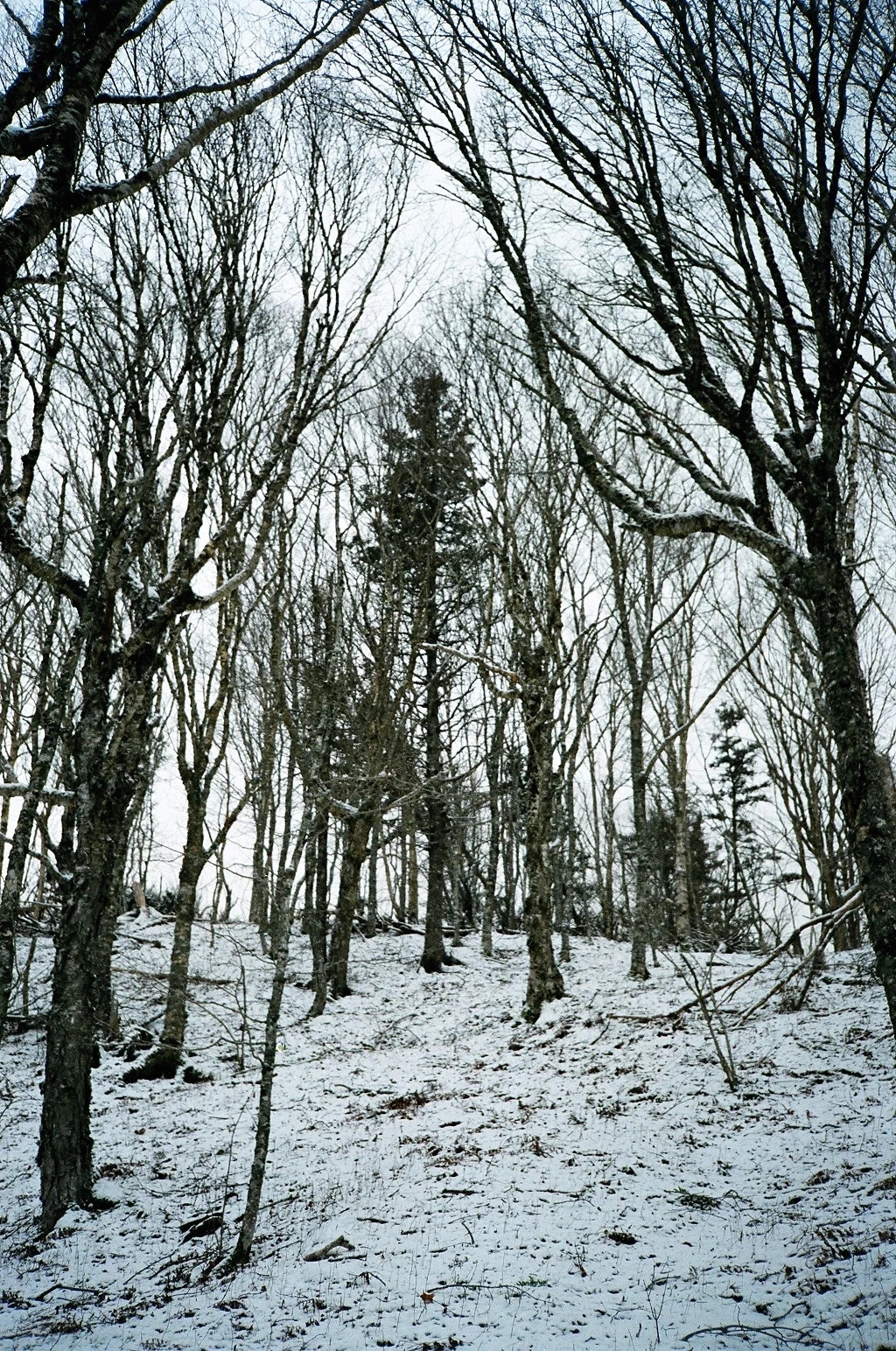 Nova Scotia Working Woodlands Trust
