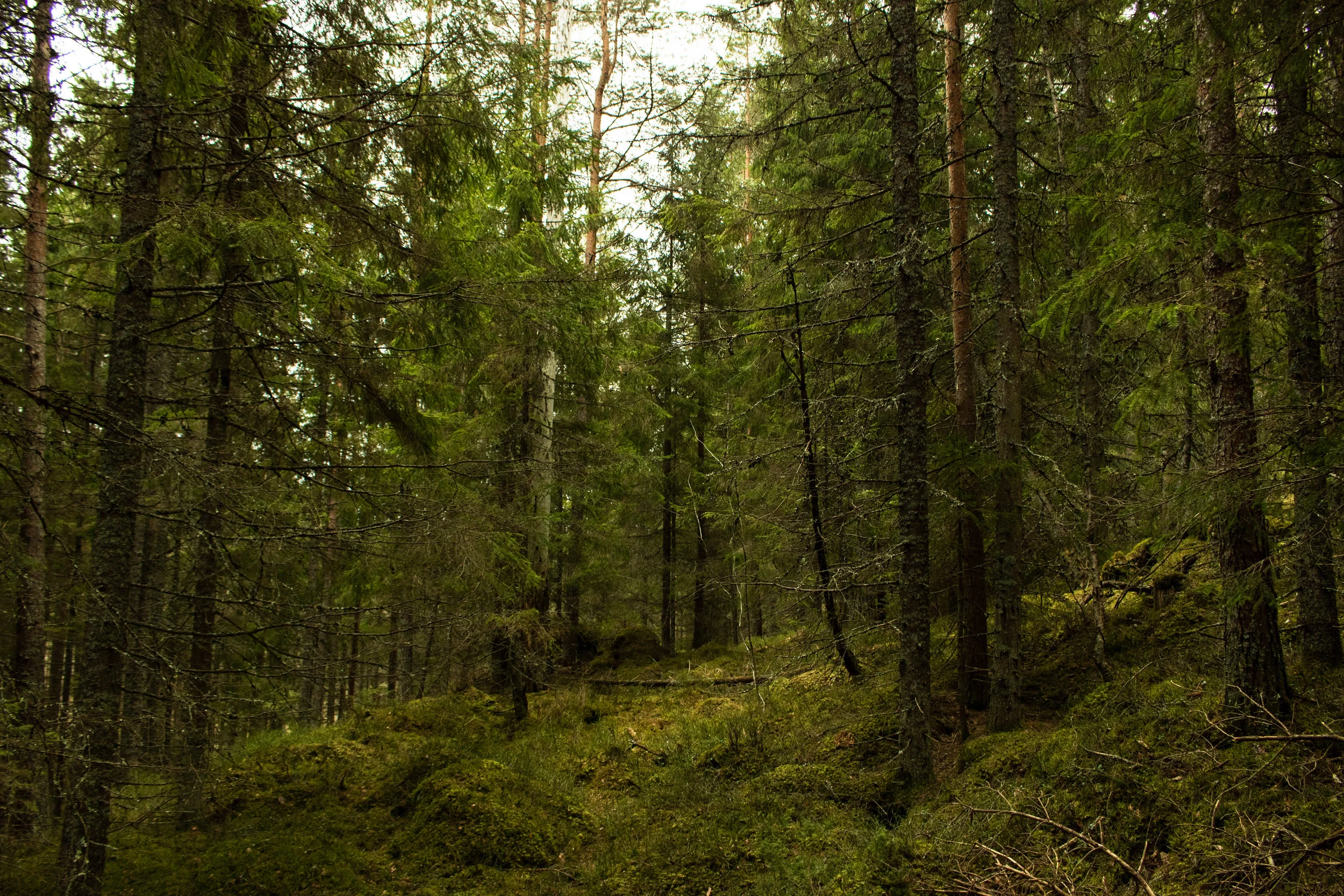 Latest News — Nova Scotia Working Woodlands Trust