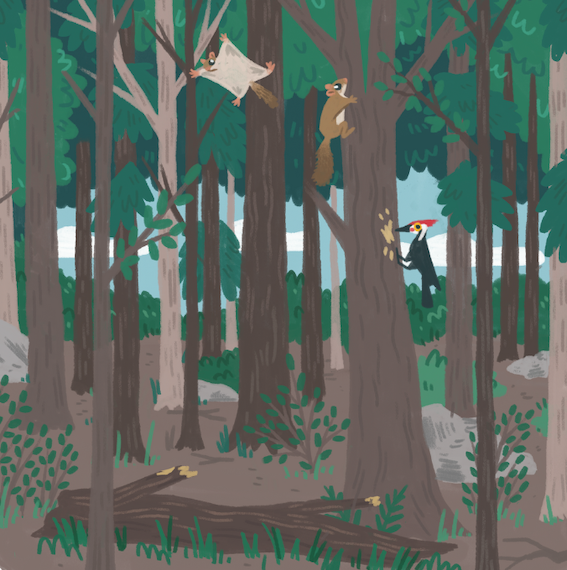 Antigonish Community Conversation: Preserving Working Woodlands