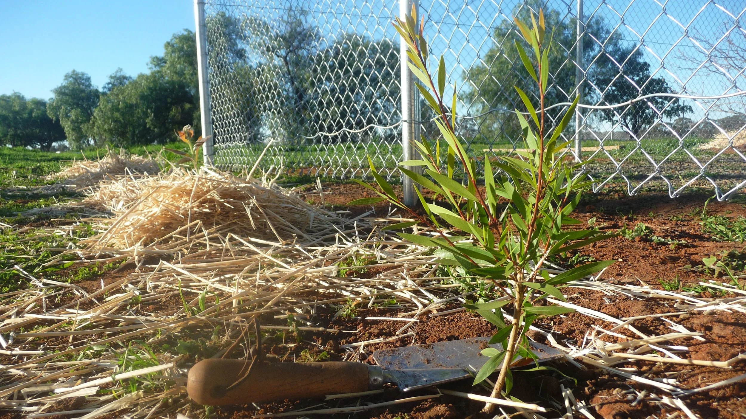 Sponsor a seedling: plant a tree, grow a monastery!